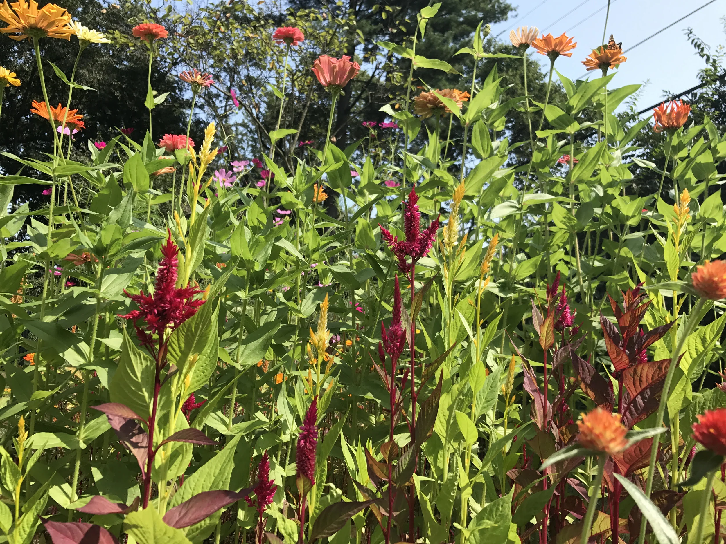 flower field.jpg