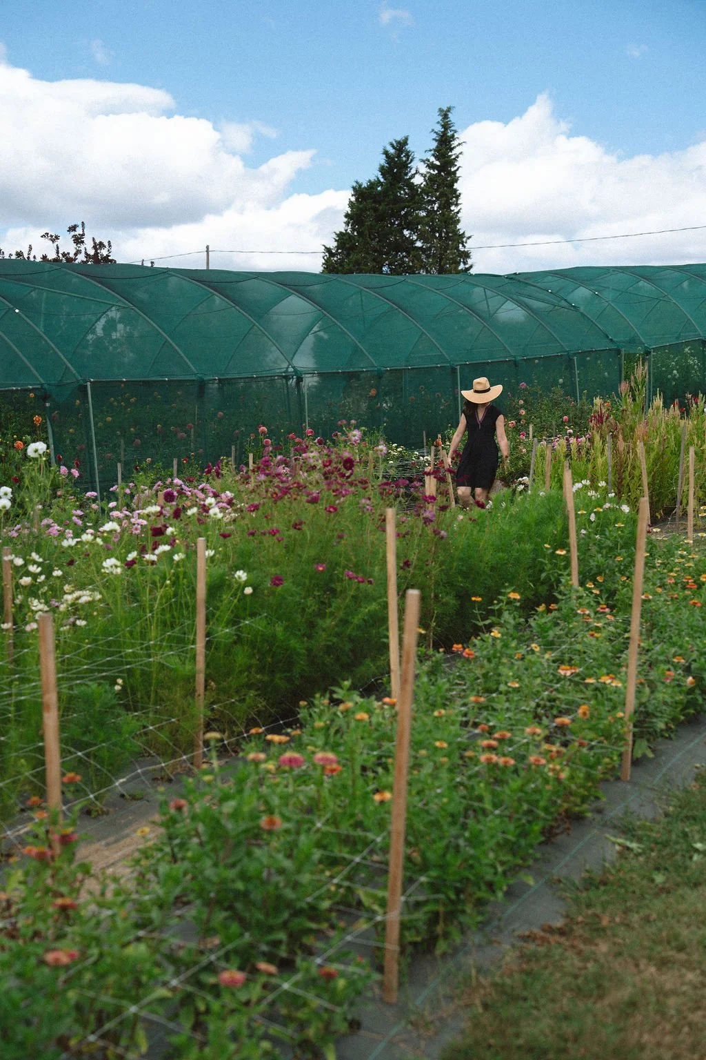 Indy florist in flower field.jpg