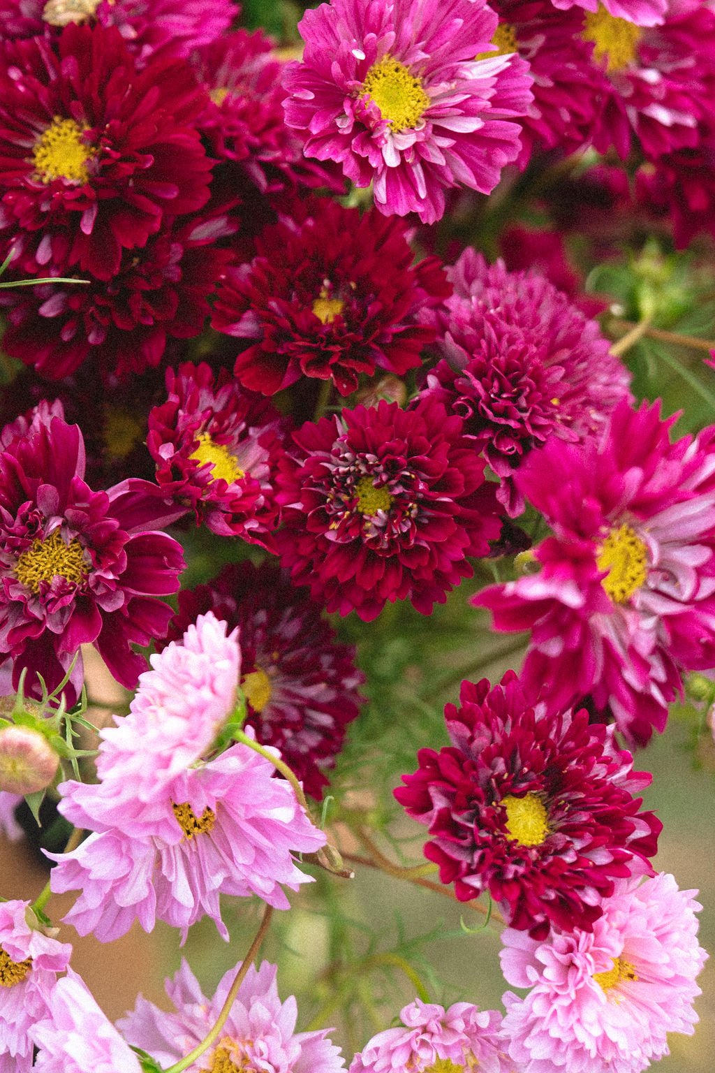 local cosmos flowers.jpg