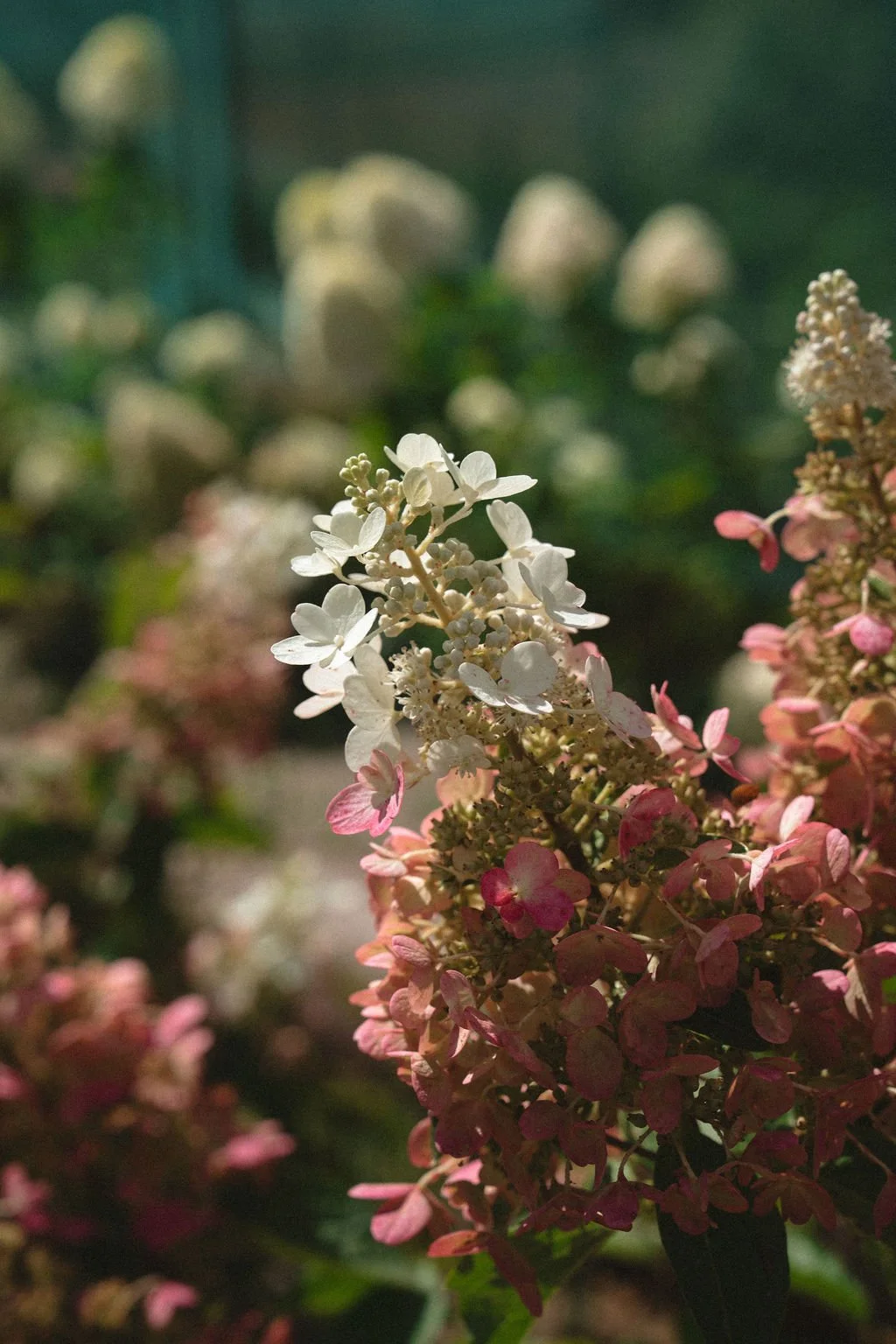 Locally grown hydrangeas.jpg