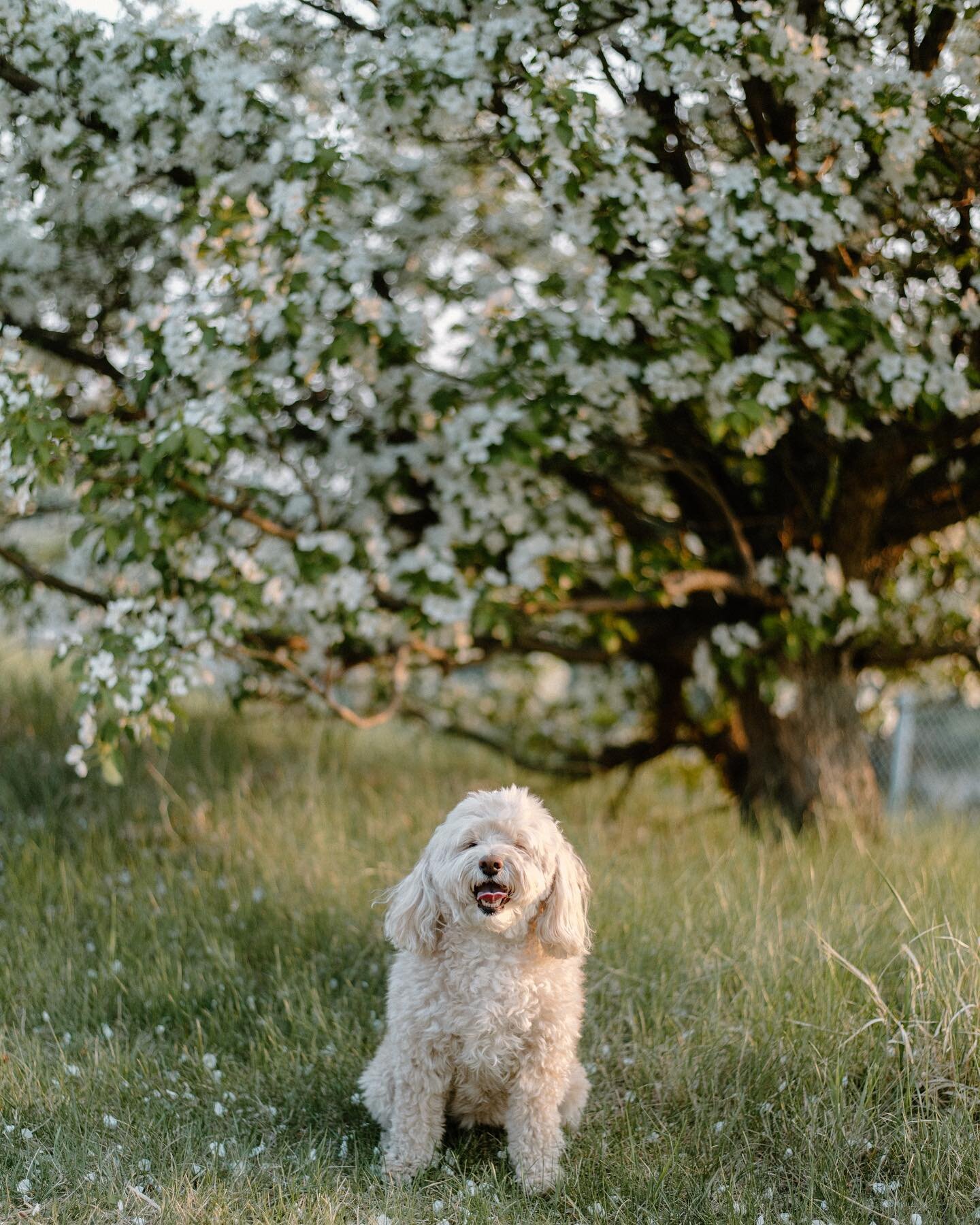Bring me all your pups. That&rsquo;s it, that&rsquo;s the post.

What better way to get in some last photos of the cherry blossoms before they go away? 💖🐶