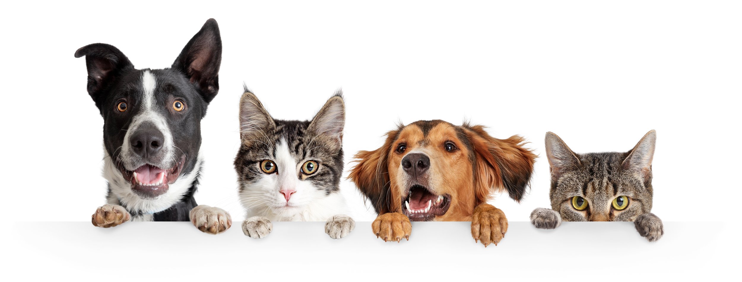 Lucks-Lane-Veterinary-Clinic_Dog-Cat_Banner.jpeg