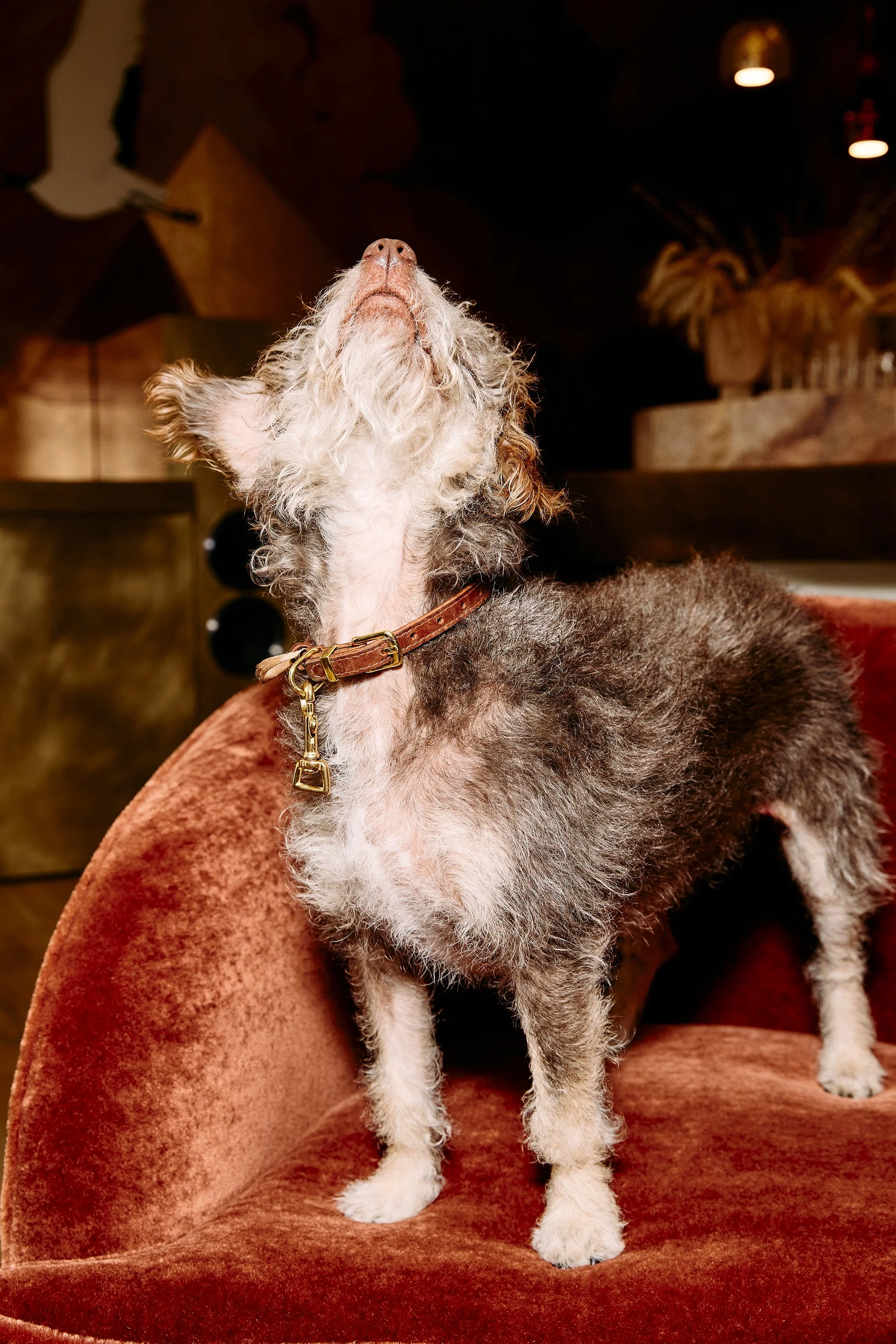 SHOT_6_KISMET_PETS_231030_1416_02.jpg