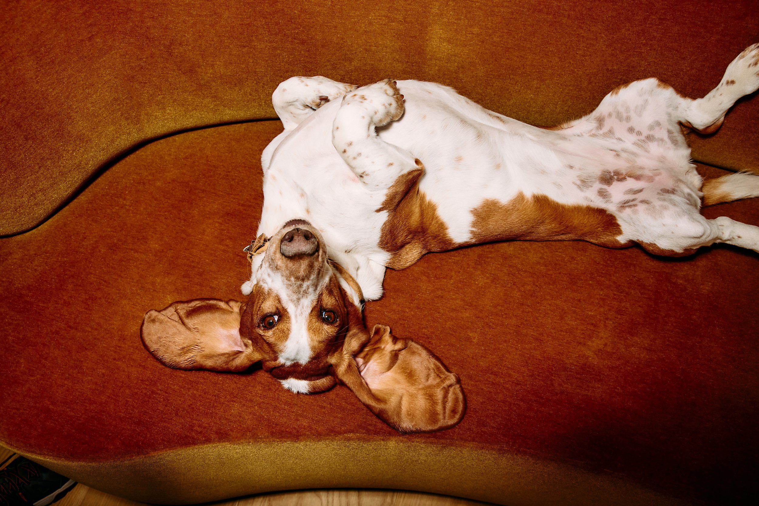 SHOT_8_KISMET_PETS_231030_1677_03.jpg