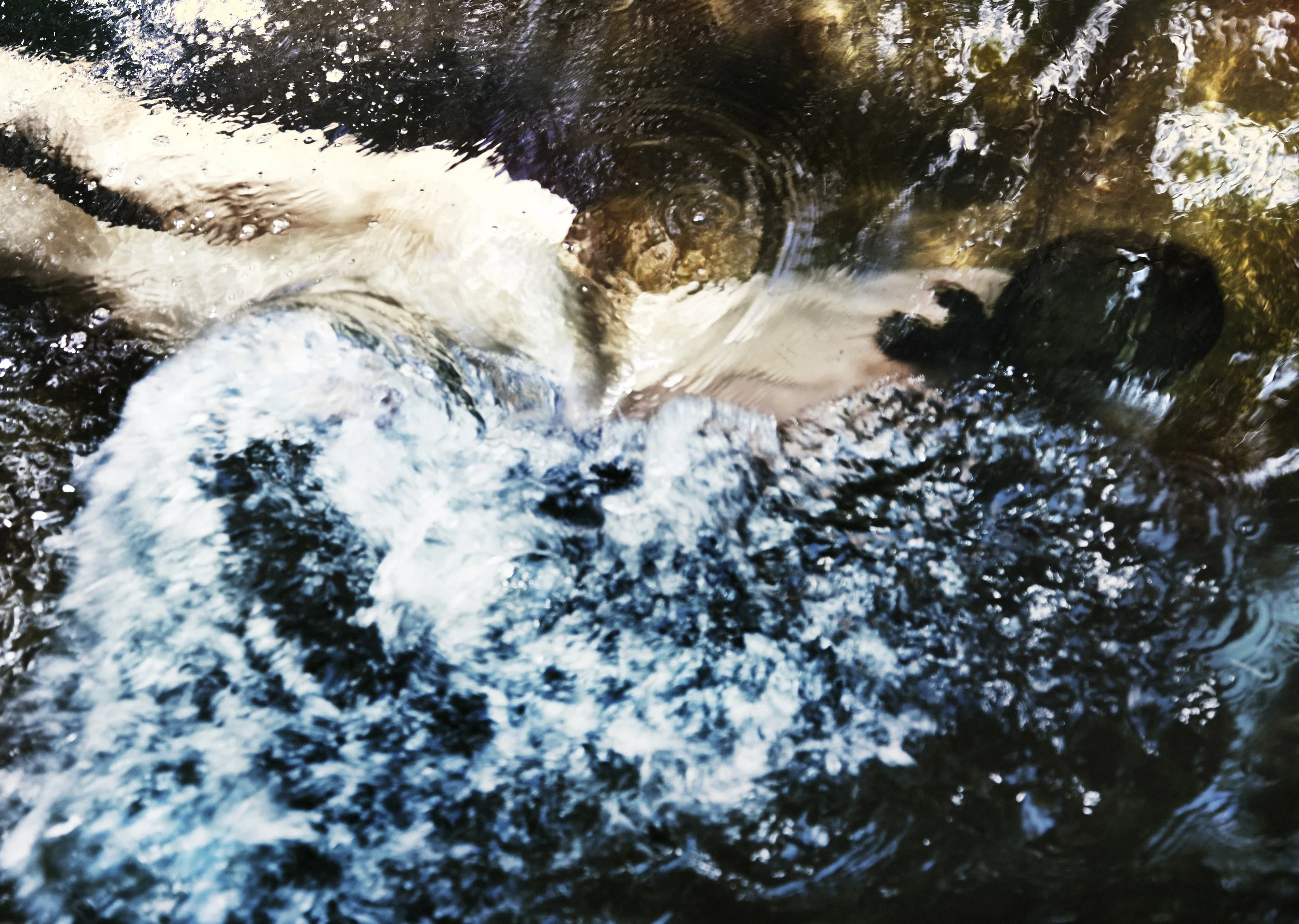 SYLVE COLLESS HARMONIA 4.jpg