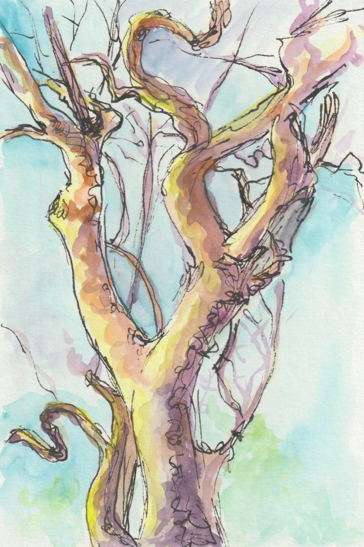 Sunset Sycamore.jpg