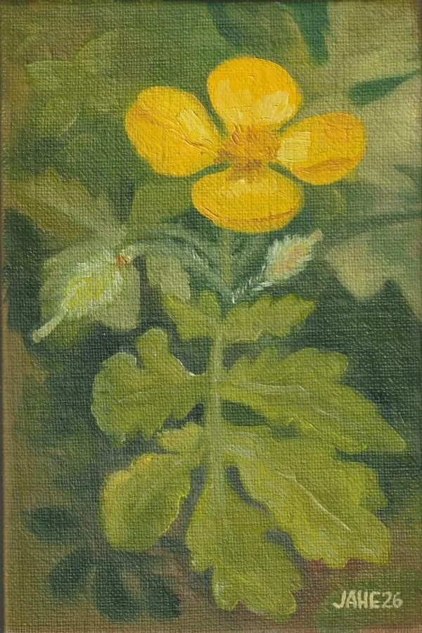 Wood Poppy_web.jpg