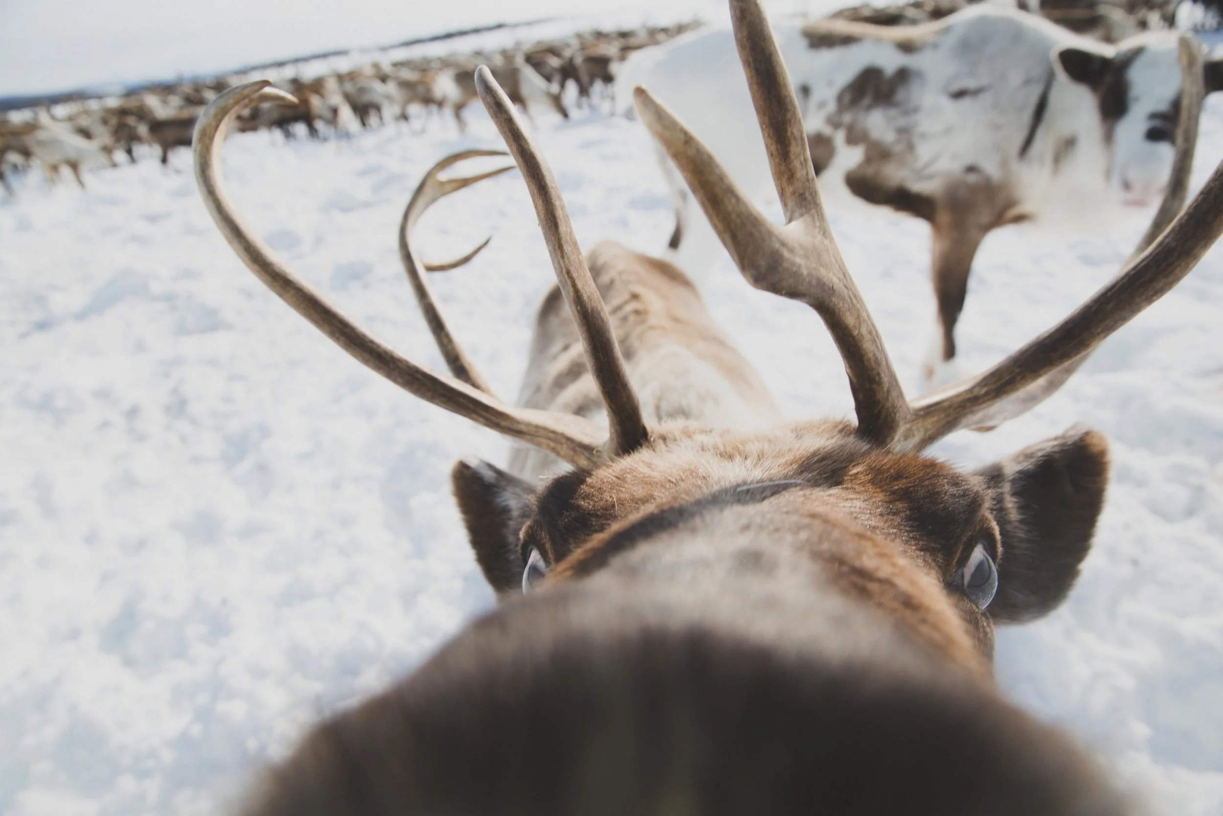 A curious reindeer gets a little too close. Ichinskiy District, Kamchatka, Russia. Photo: Robyn Penn. 
