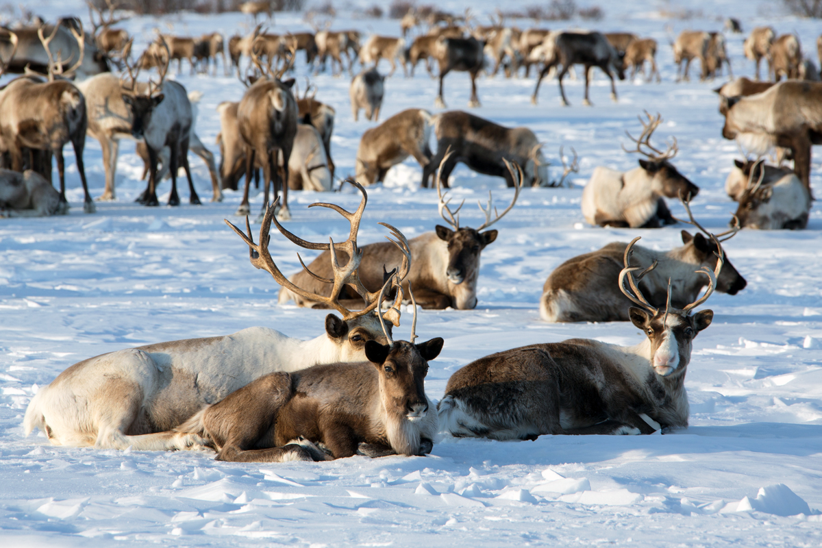 Reindeer back in the last remaining sun rays before sunset. Ichinsky District, Kamchatka, Russia. Photo: Matt Reichel.