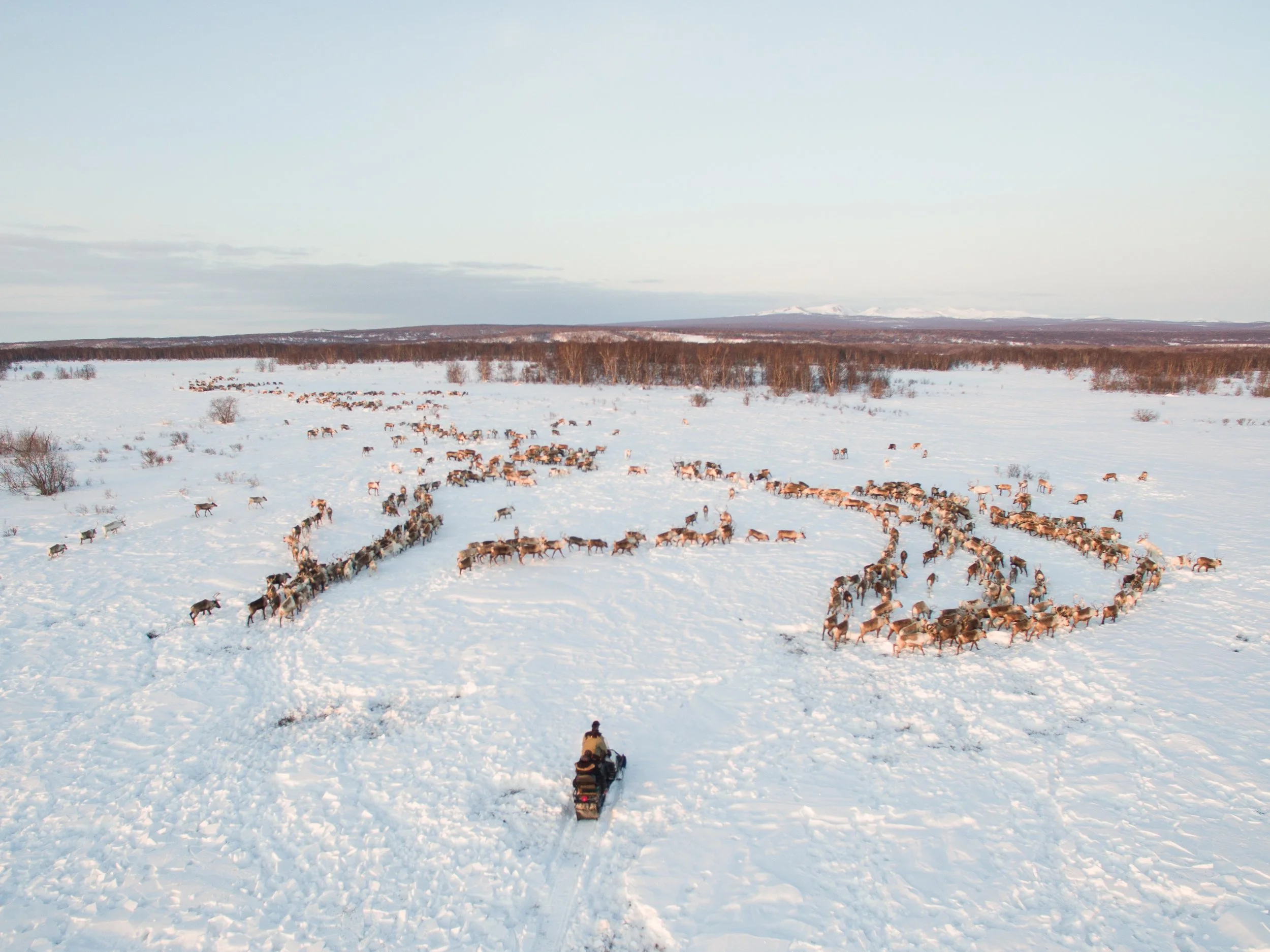 A snowmobile slowly approaches a herd of reindeer. Photo: Karim Iliya. 