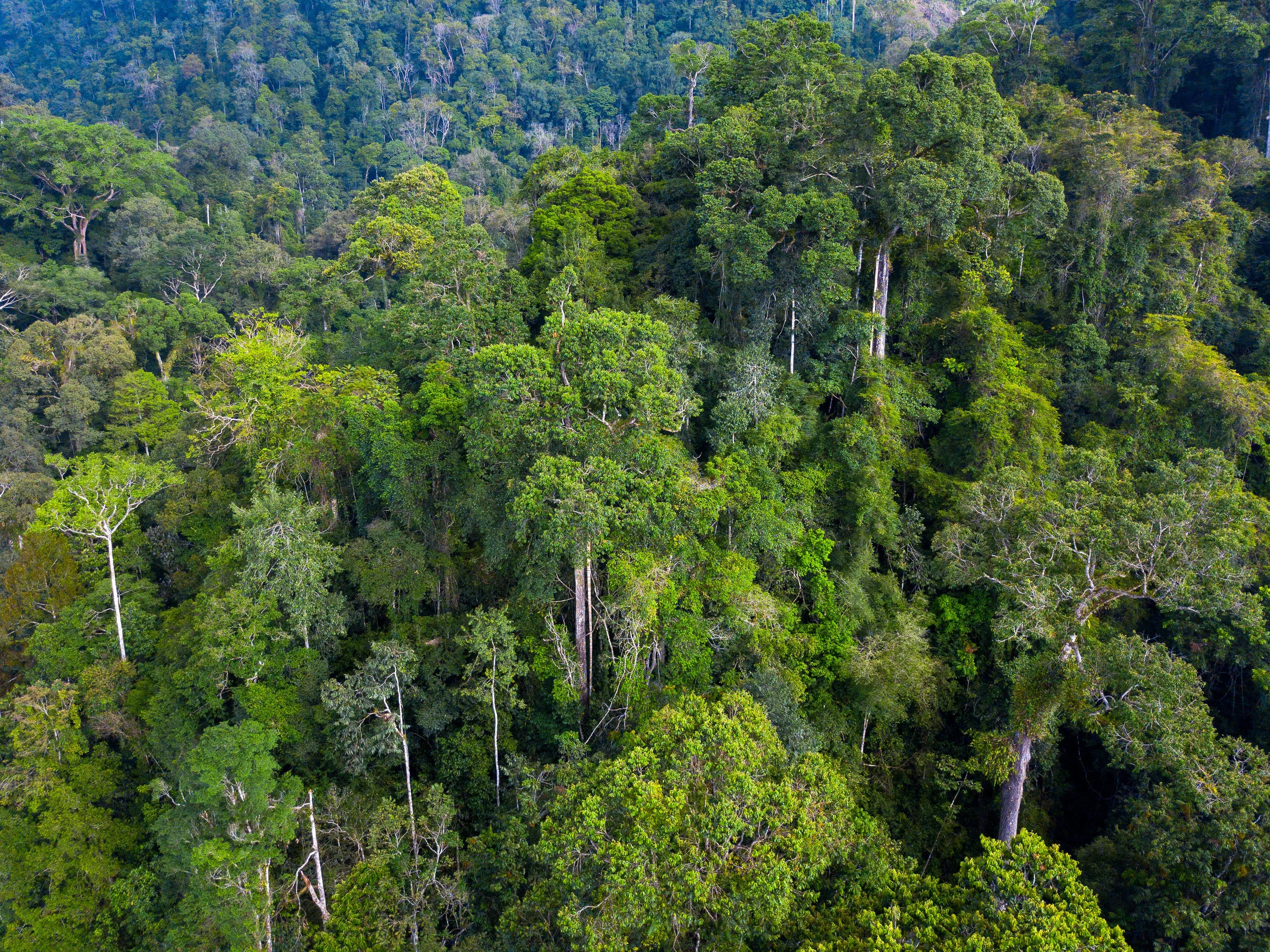 An aerial view of Gunung Leuser National Park in Aceh, Sumatra, Indonesia.