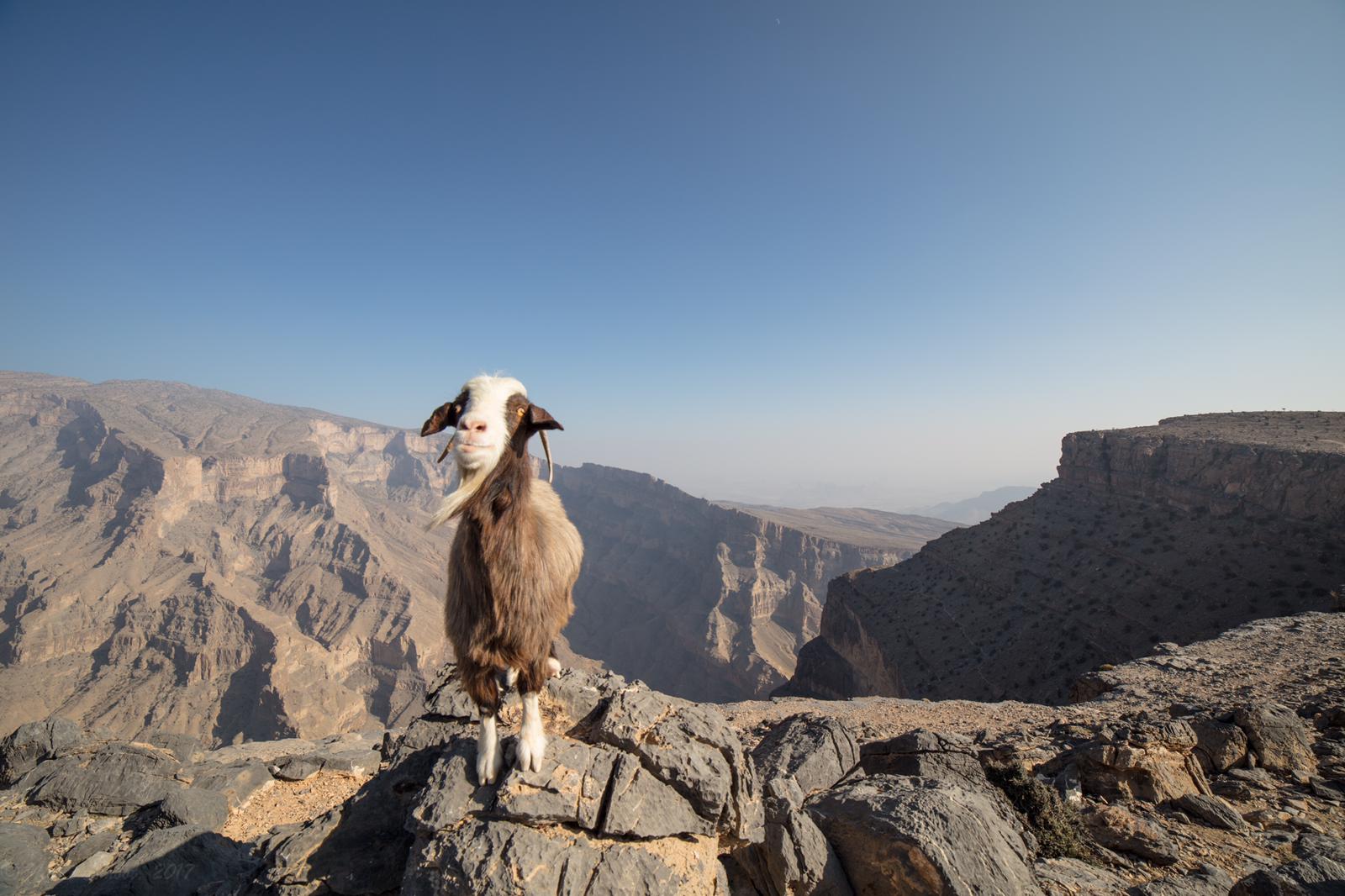 oman-goat.jpeg