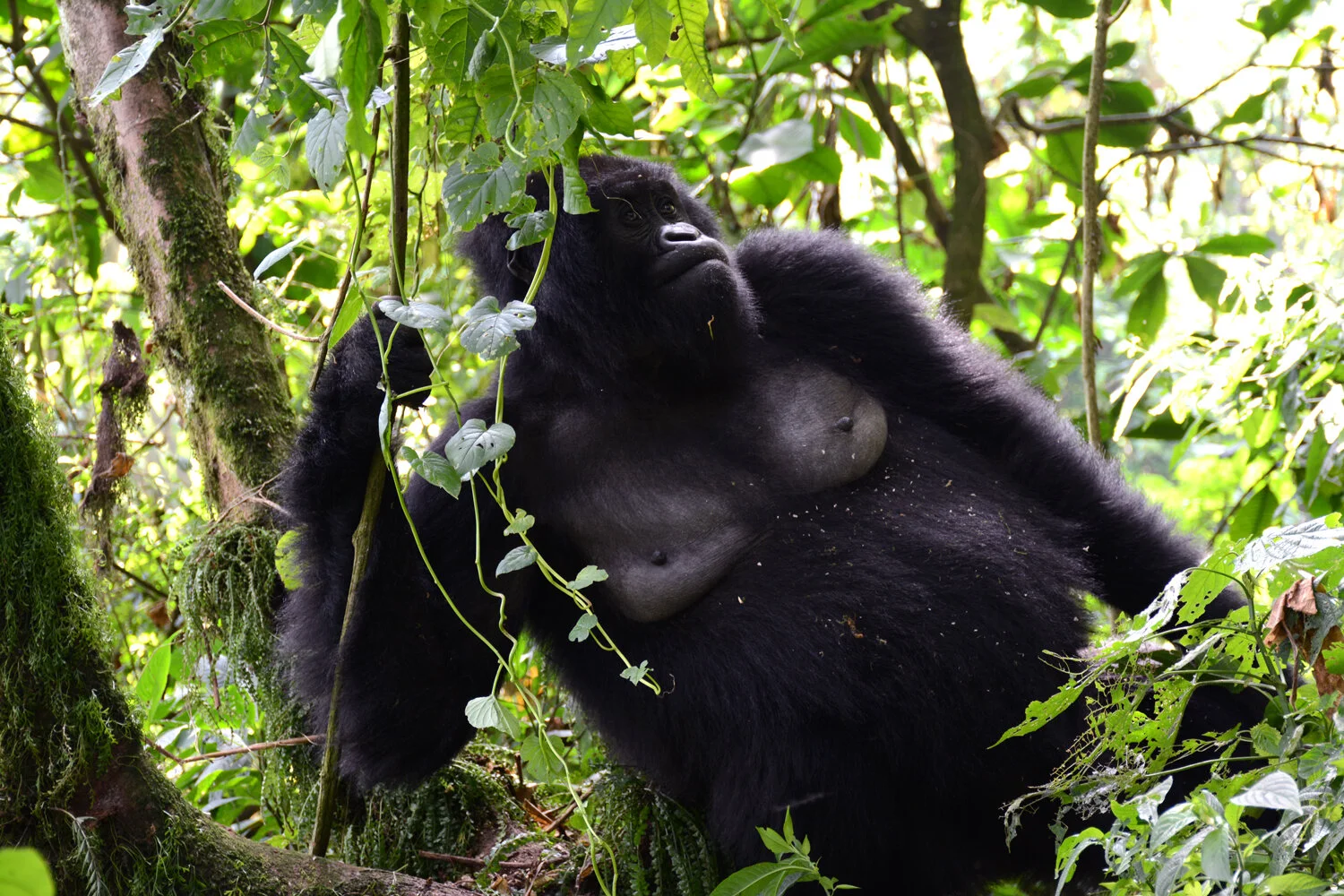virunga1.jpg