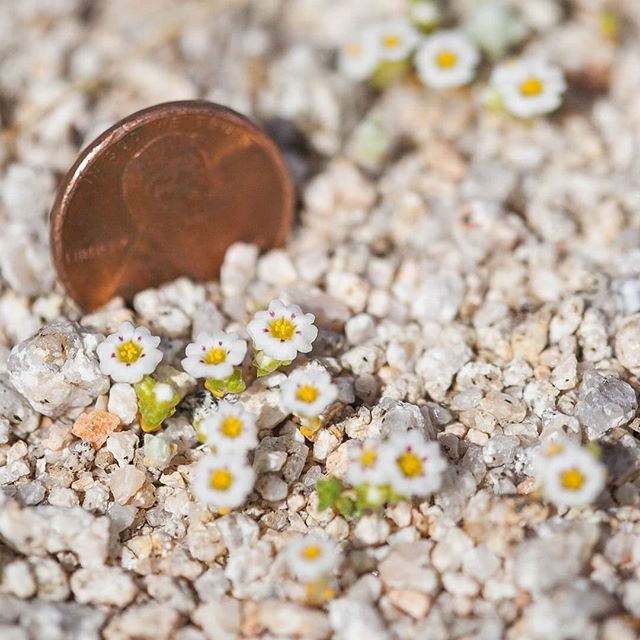 Linanthus maculatus (Polemoniaceae), a threatened species (CNPS 1B.2) endemic to southern California, this tiny plant is 2-3 cm in height and is restricted to dry canyons and alluvial fans in the Little San Bernardino Mountains and at the northern ed