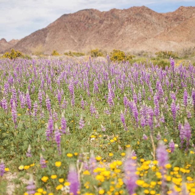 Early wildflower bloom in the park providing a little encouragement after the horrors of the absolutely pointless government shutdown. .
.
.
#joshuatreenps #joshuatreenp #jtnp #joshuatreenationalpark #wildflowers #lupines #poppies #nationalparkservic