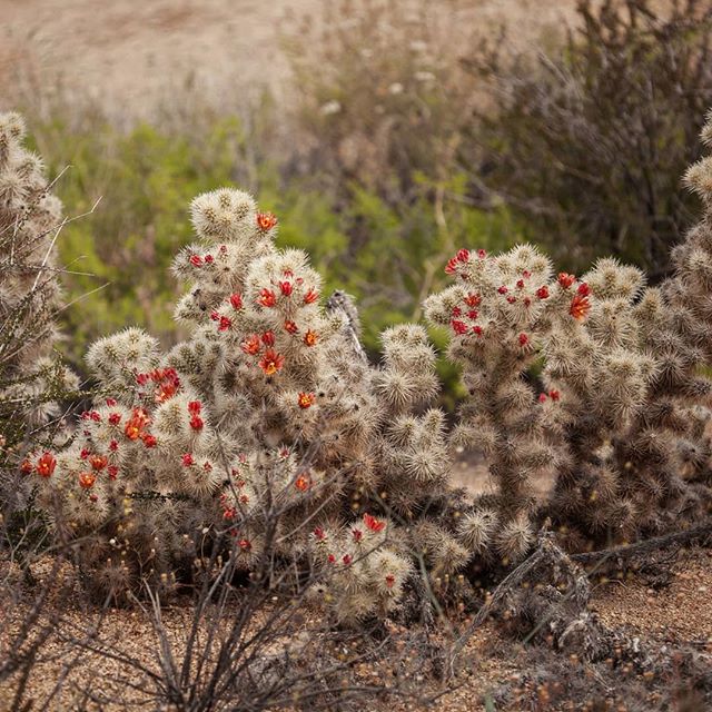 Finally got to see the Chuckwalla Cholla in flower! Cylindropuntia chuckwallensis (Cactaceae) is a newly described (2014) species occuring on rocky soils on hillsides, washes, and canyon walls between 400-1600m. In Joshua Tree NP, they can be found n
