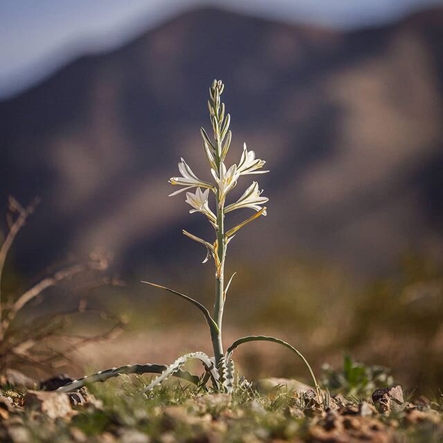 Every day is Earth Day, but it's official today. It's also National Park Week, so here is one of my favorite, fairly elusive and uncommon flowers from Joshua Tree NP (and Mojave Desert in general), the desert lily, Hesperocallis undulata (undulata re