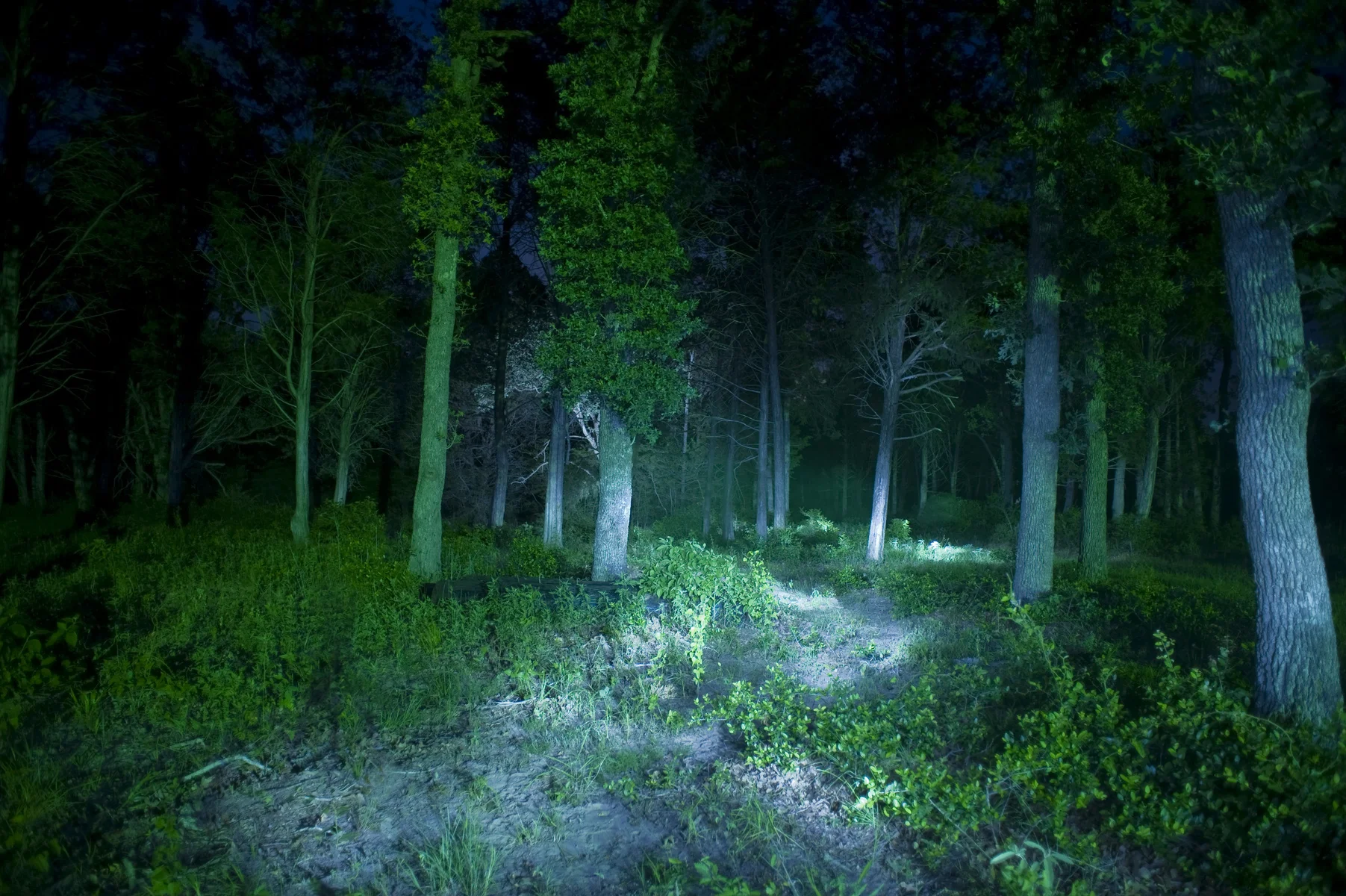32365-1748627-trees1.jpg