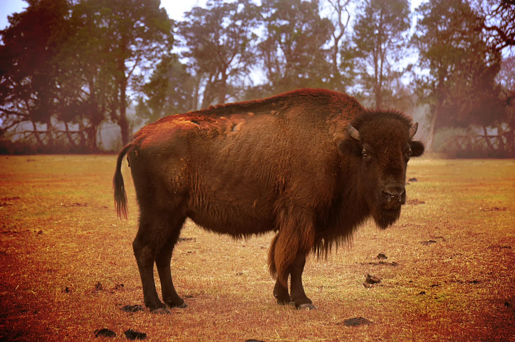 32365-1748662-badbison.jpg