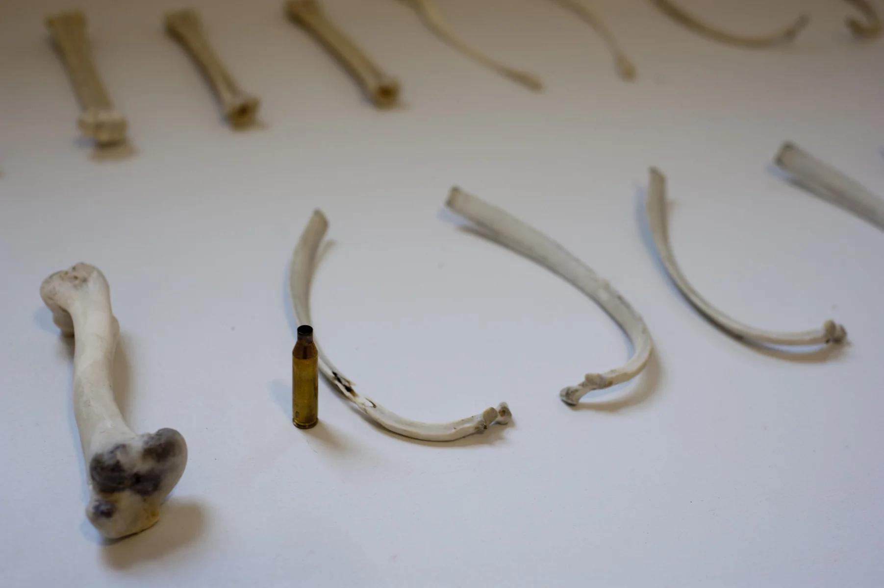 The bones of the doe I killed; Closeup 2