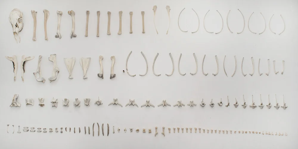 The bones of the doe I killed. 2011; deer bones, wood, paint; 48in x 96in
