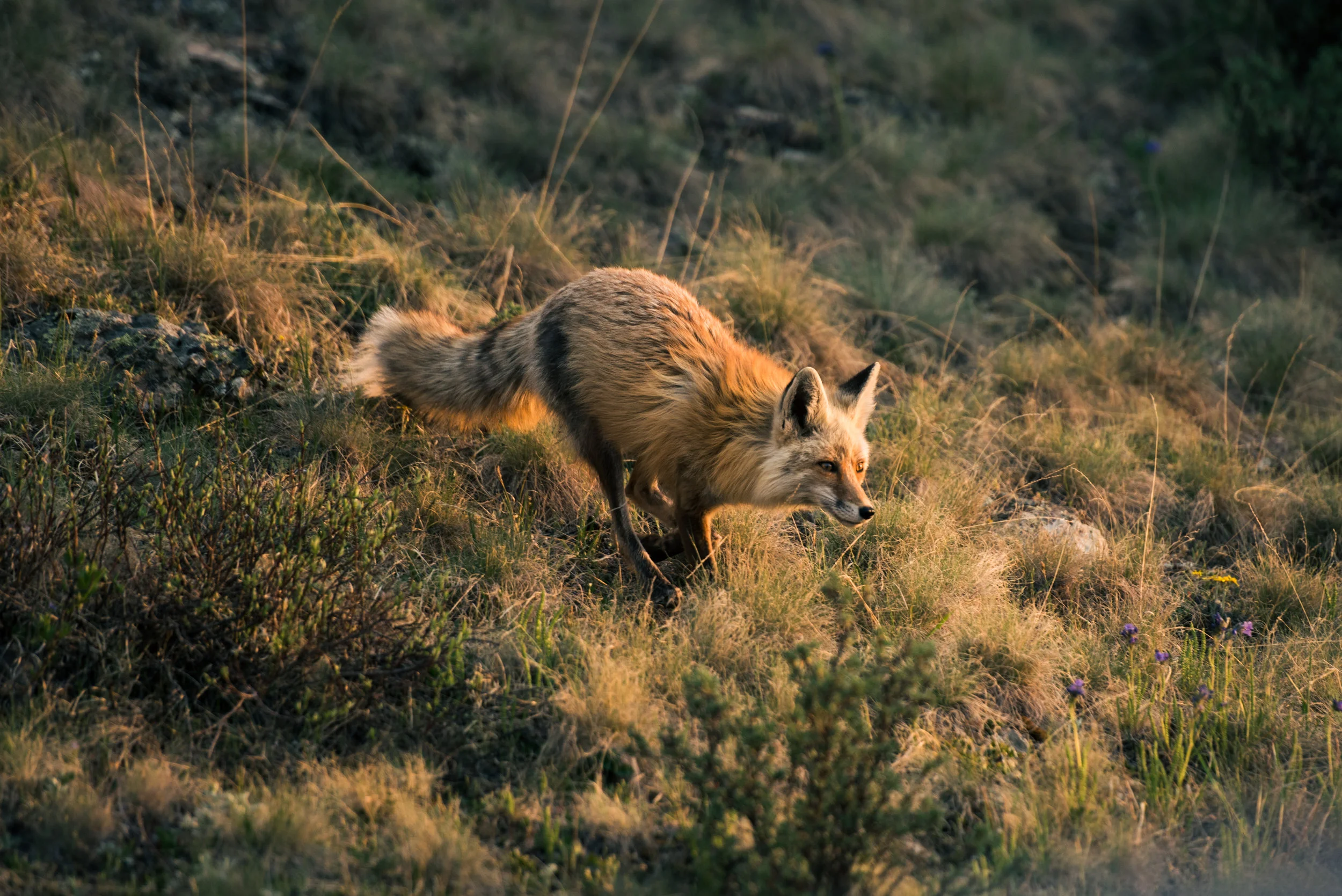 Fox.jpg
