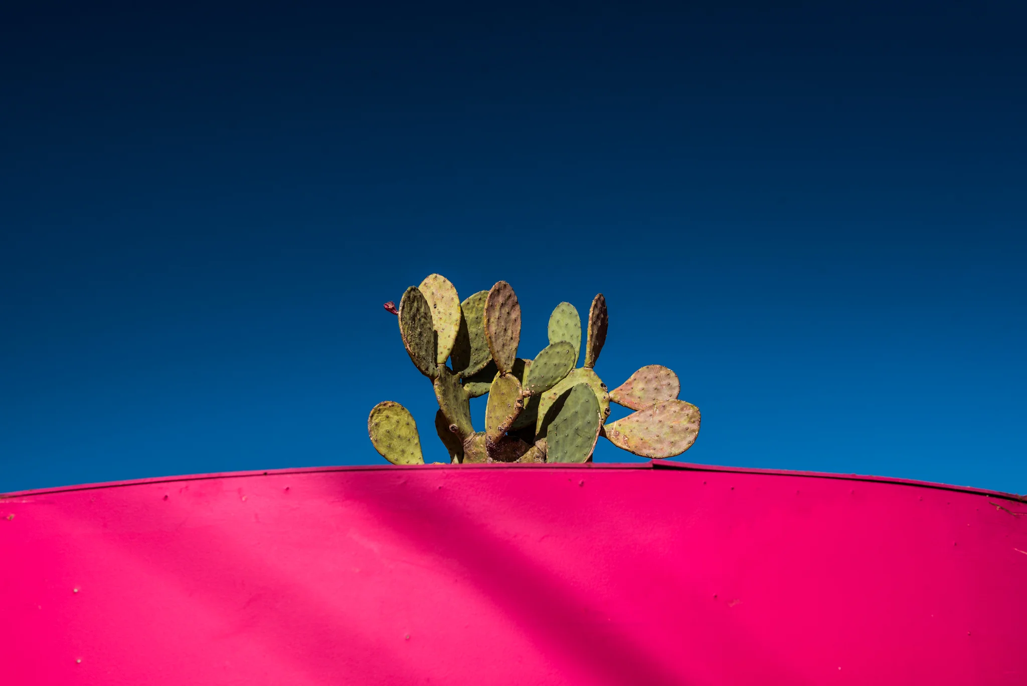 MarfaCactus.jpg