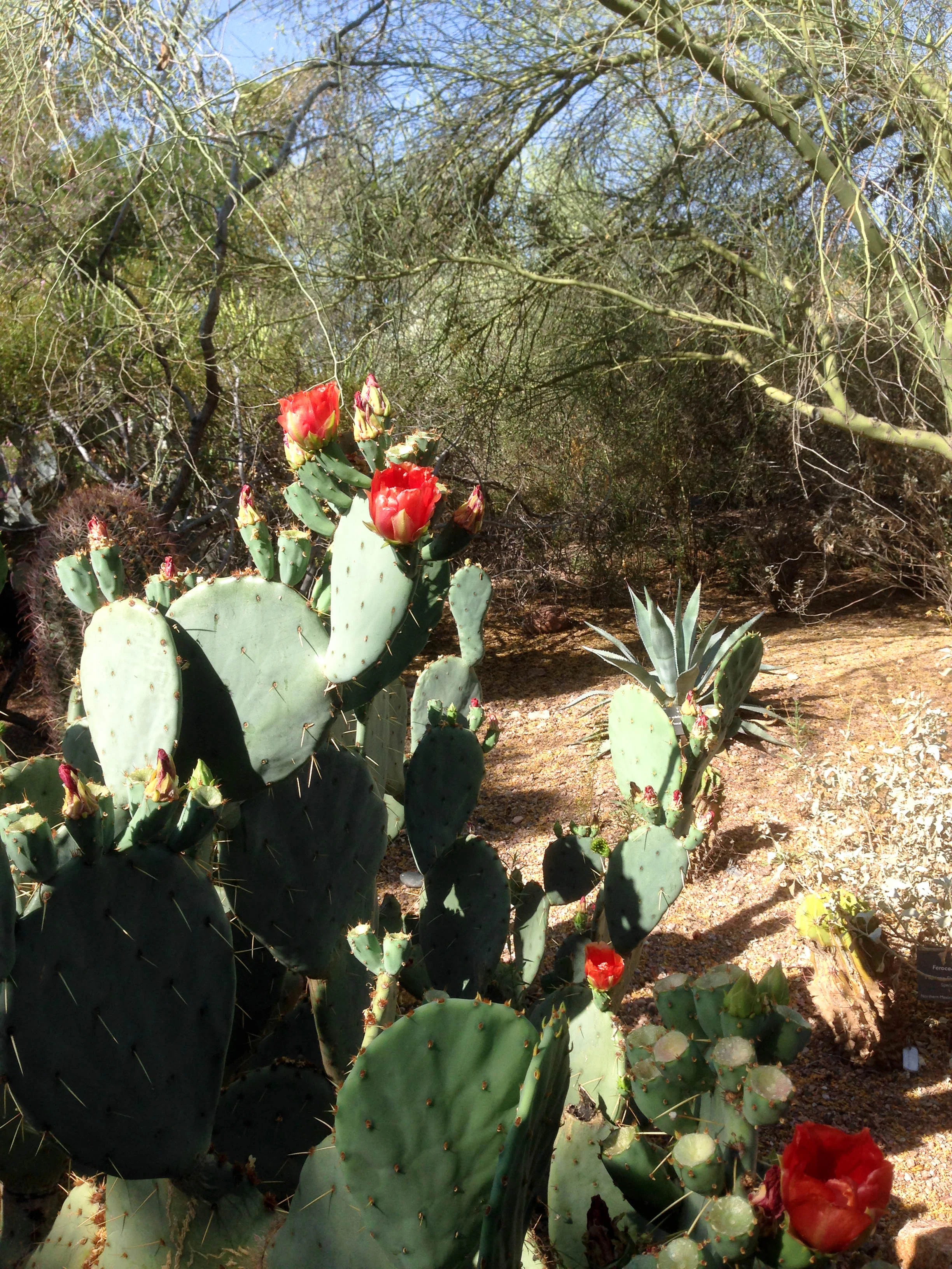 A prickly pear cactus in bloom at the Desert Botanical Garden.