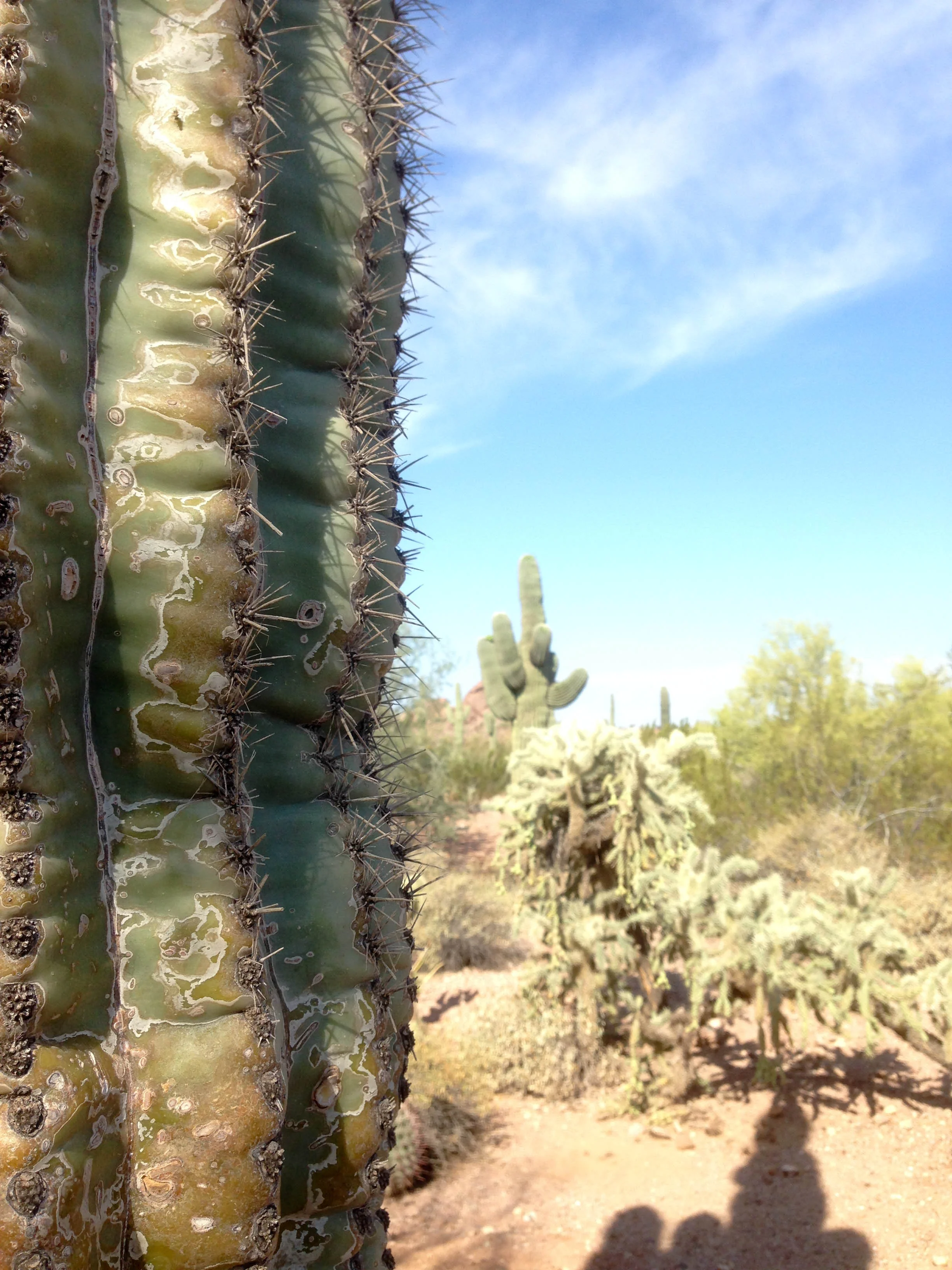 A cactus at the Desert Botanical Garden.