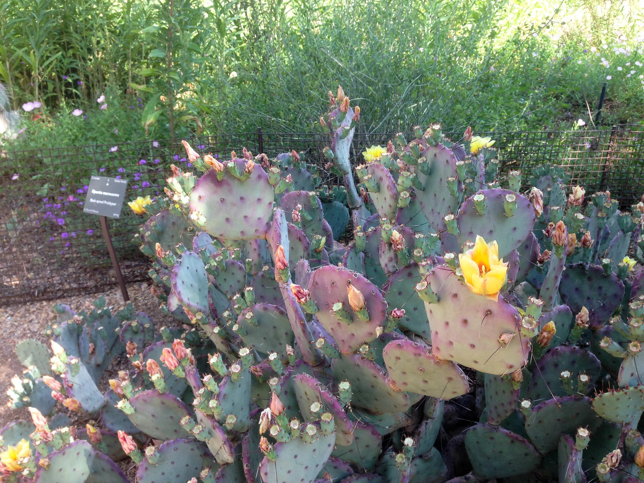 A prickly pear cactus in bloom at the Desert Botanical Garden.