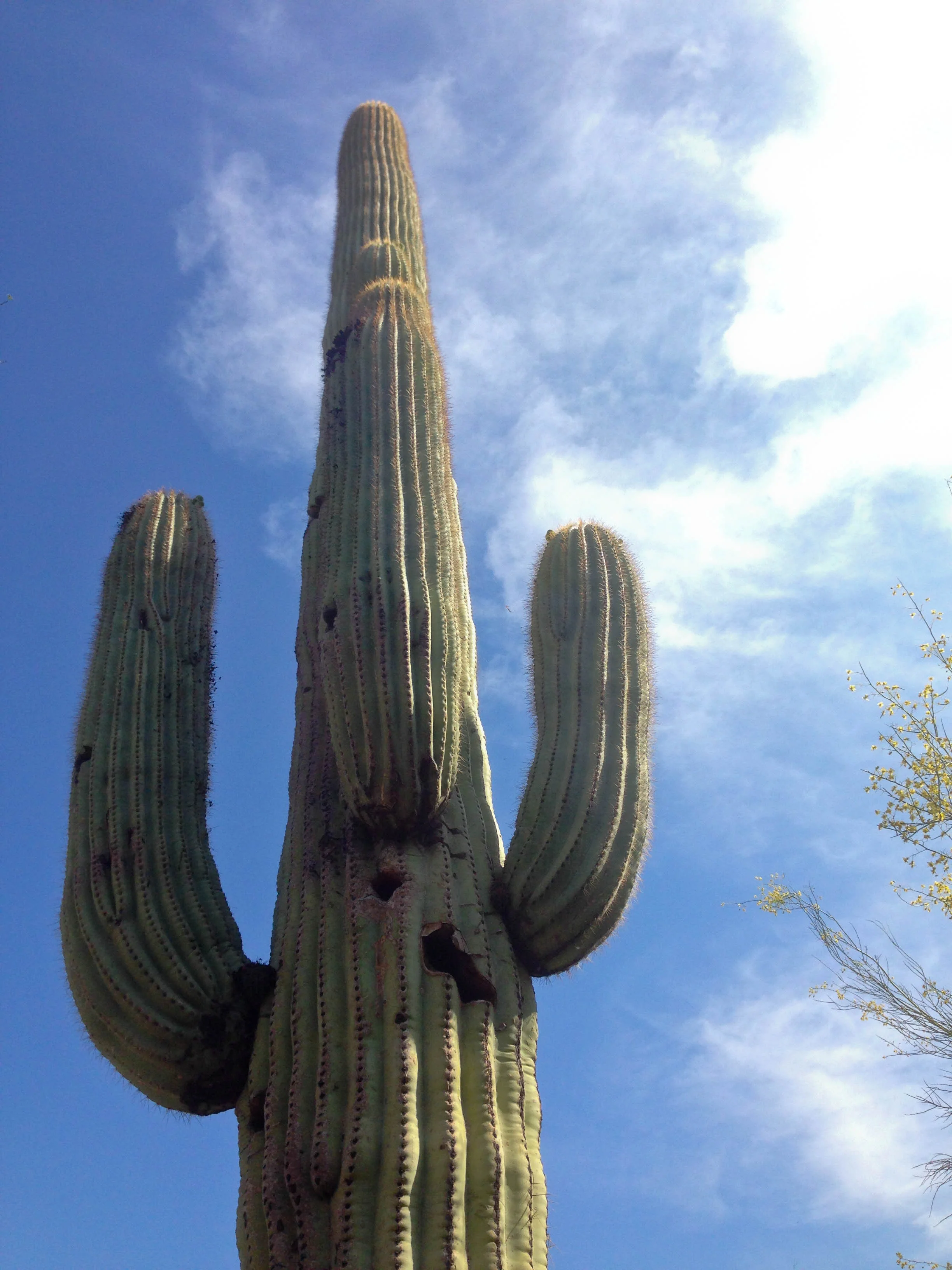  A saguaro cactus at Desert Botanical Garden. 