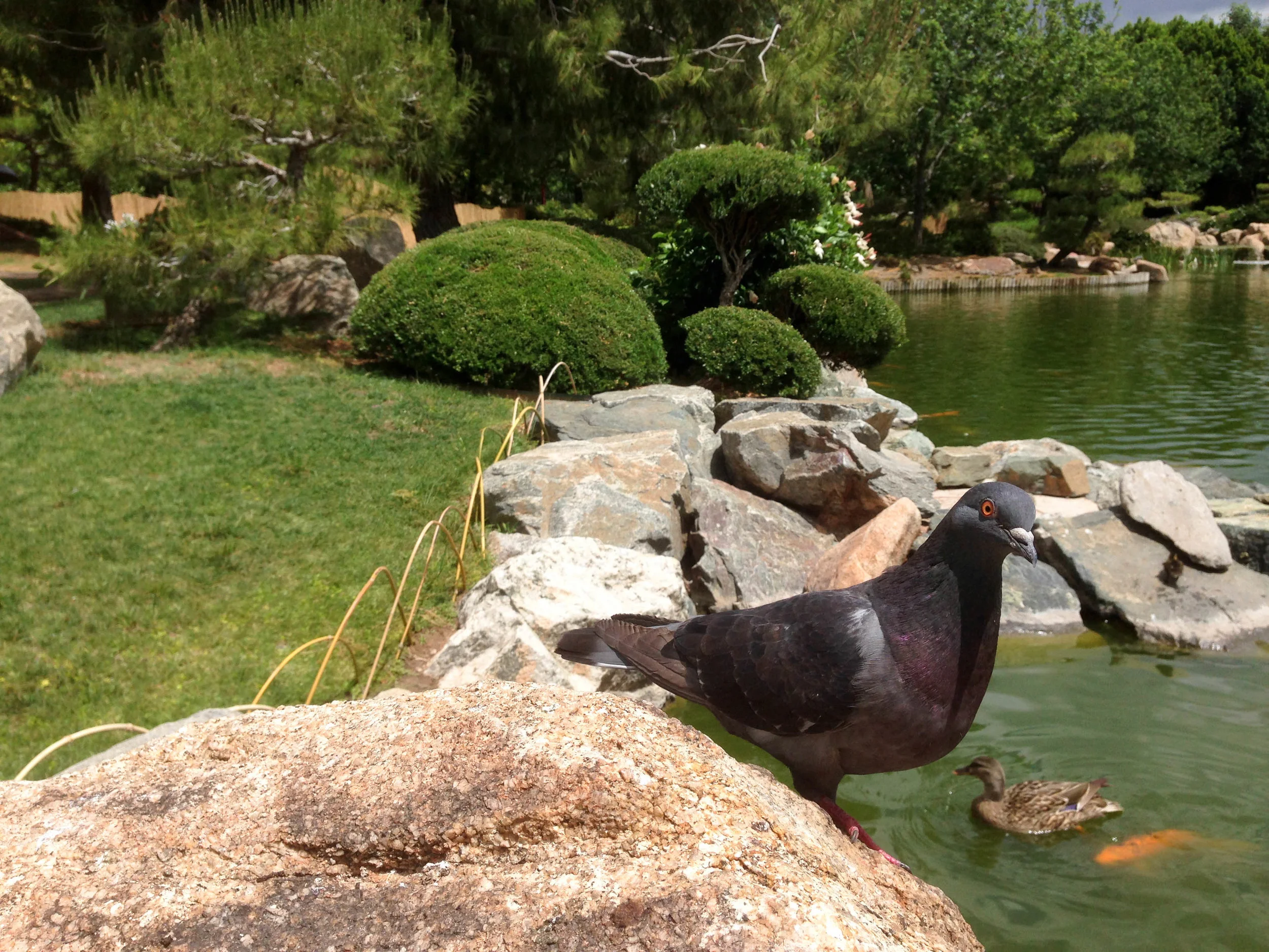  A pigeon watches koi fish at the Japanese Friendship Garden. 