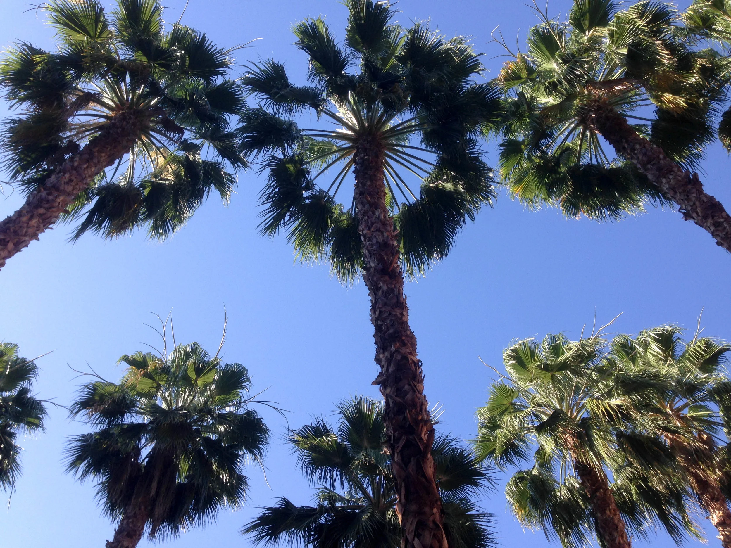 Palm trees reaching toward the sky in downtown Phoenix.