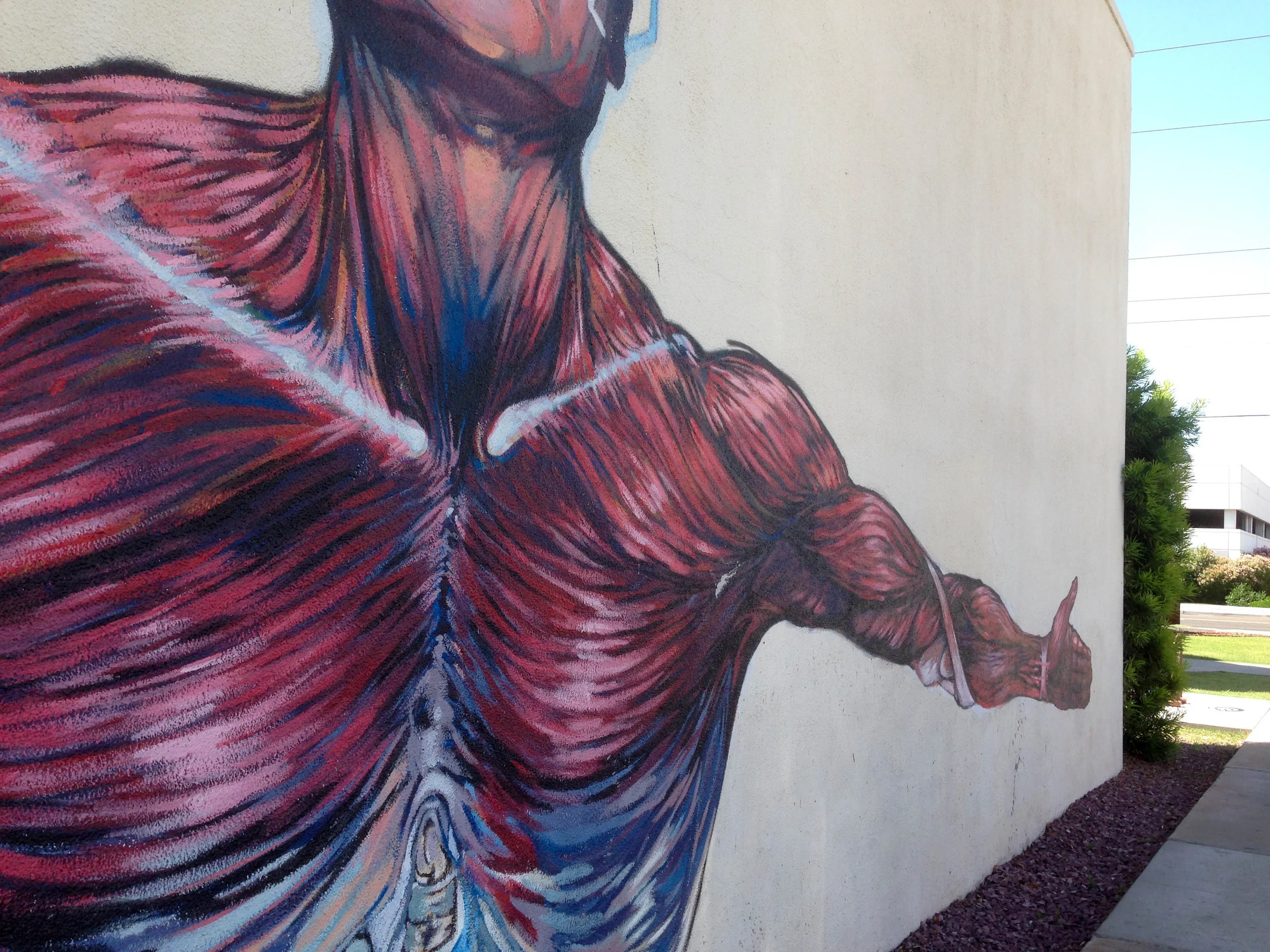  An anatomical mural stretches across the side of Roosevelt Community Church on Phoenix's artsy Roosevelt Row district.&nbsp; 
