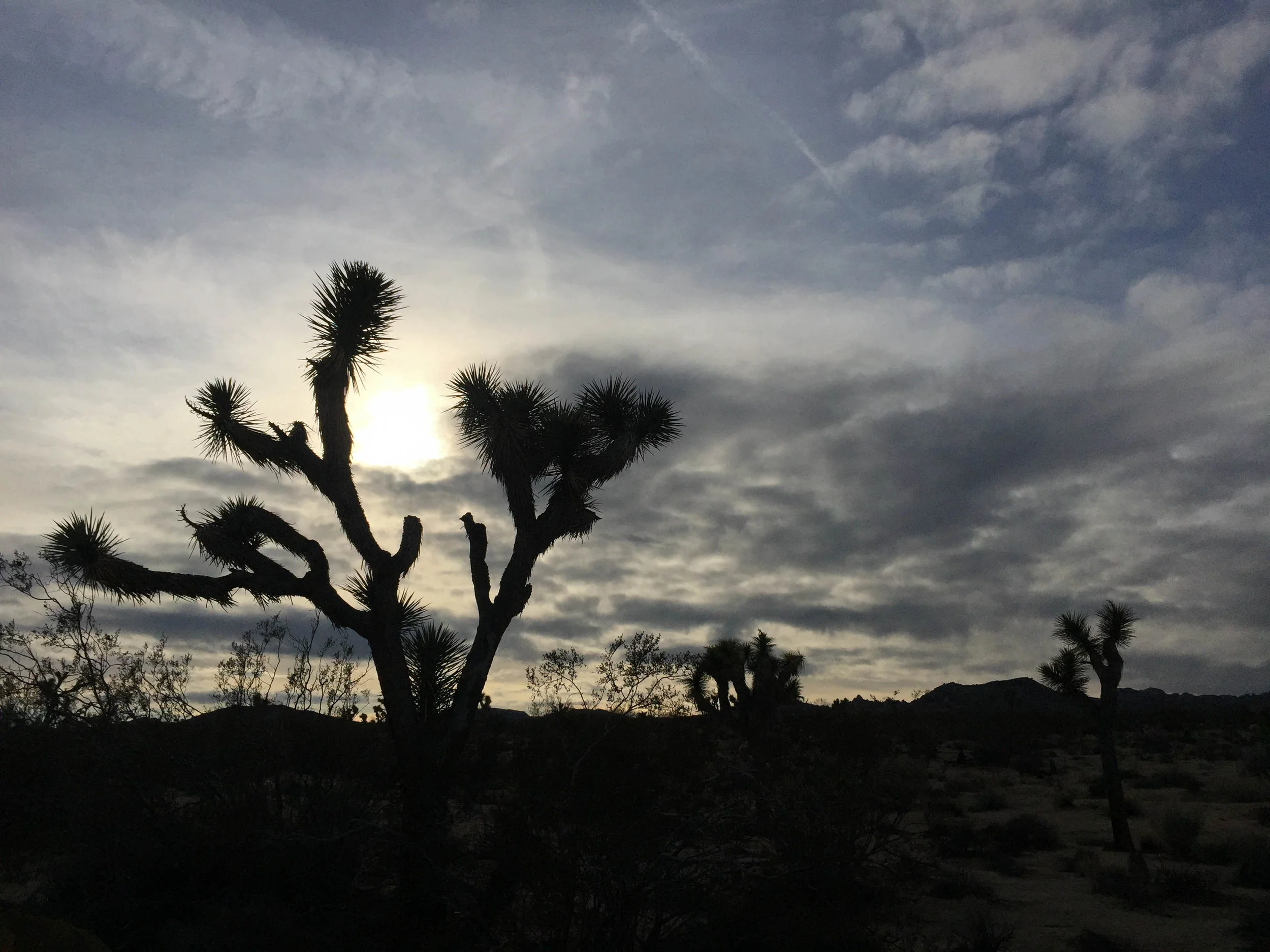  Joshua Tree National Park, California. &nbsp;January 2016. 