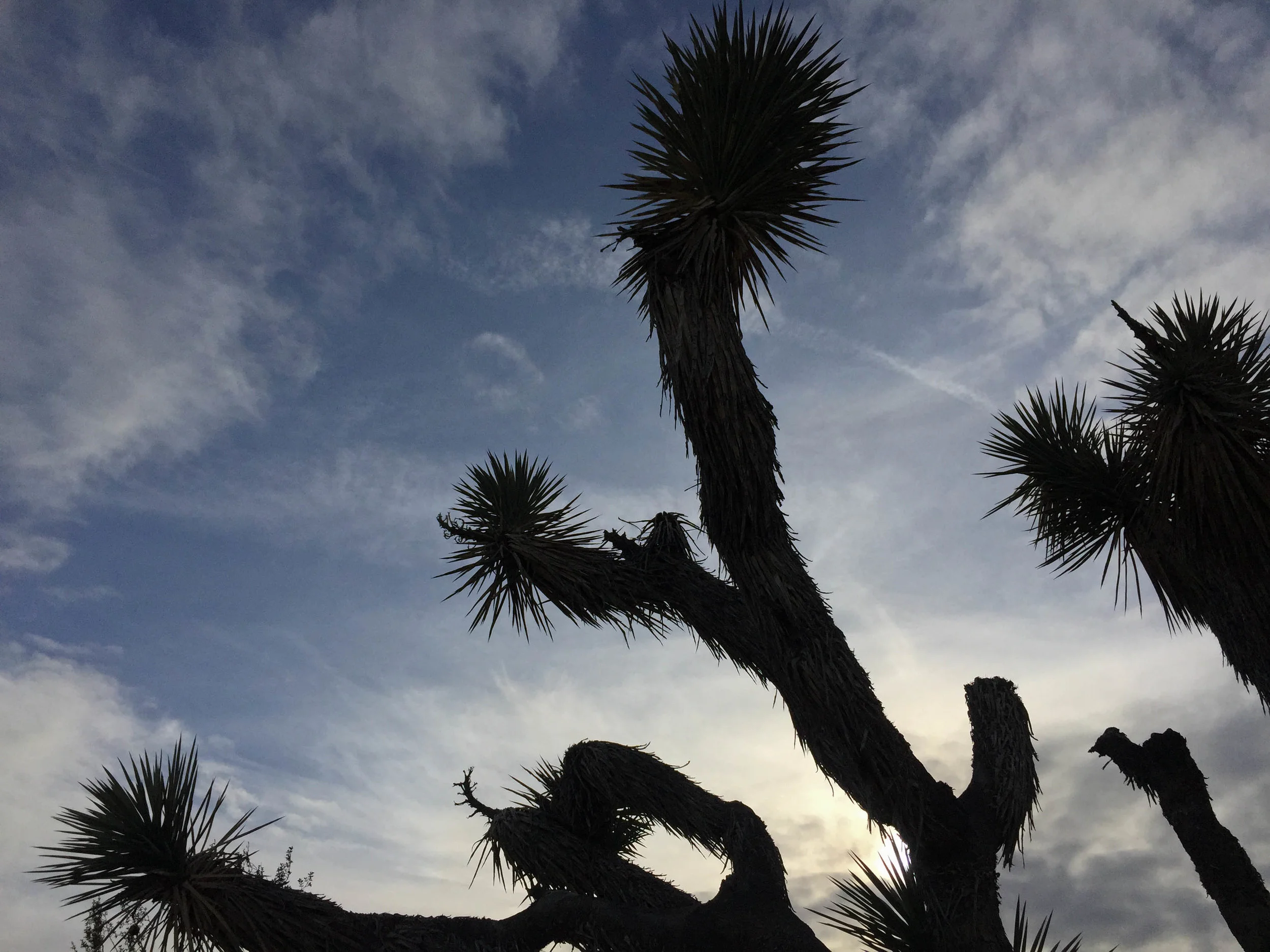  Joshua Tree National Park, California. January 2016. 