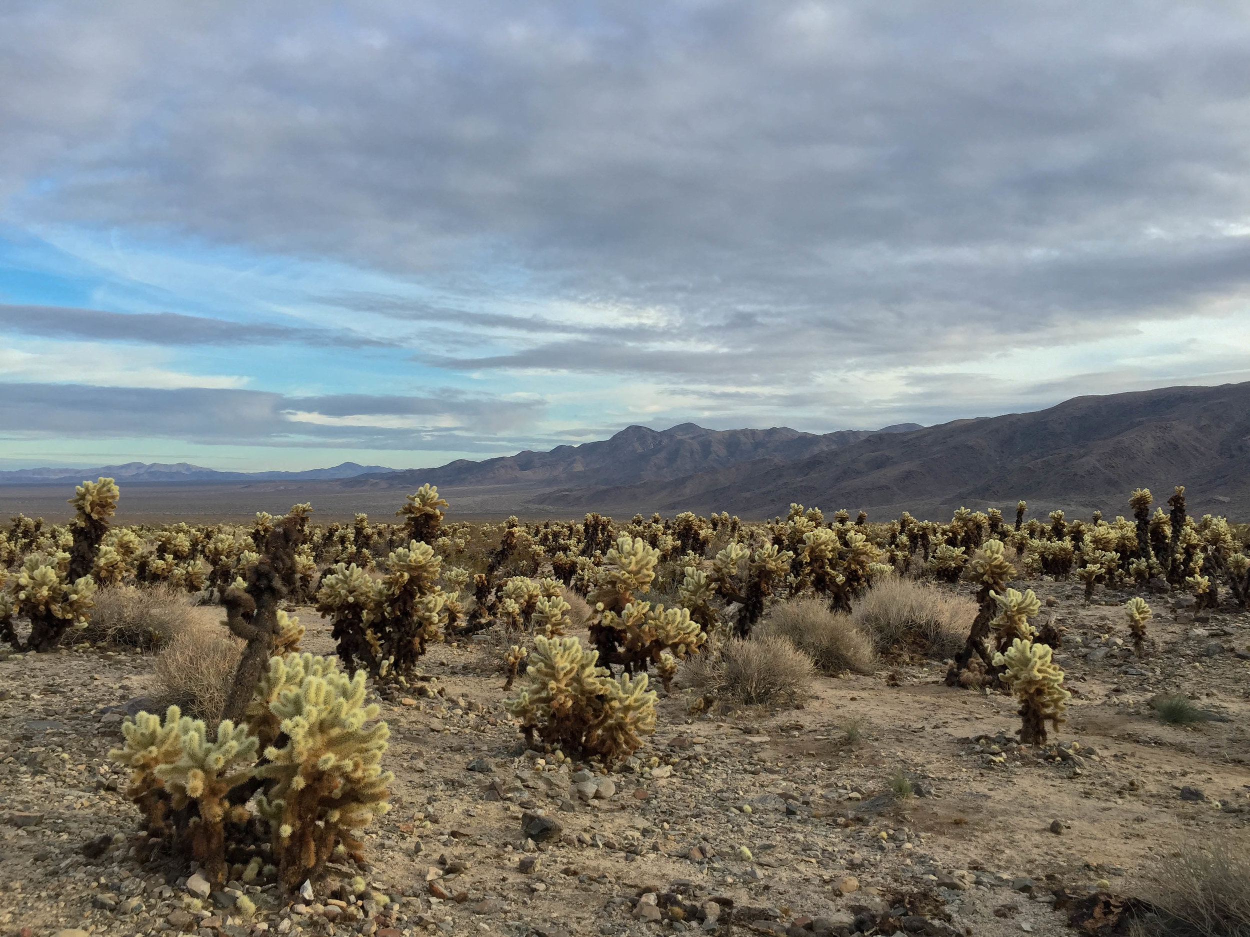  Teddy Bear Cholla in Joshua Tree National Park, California. January 2016. 
