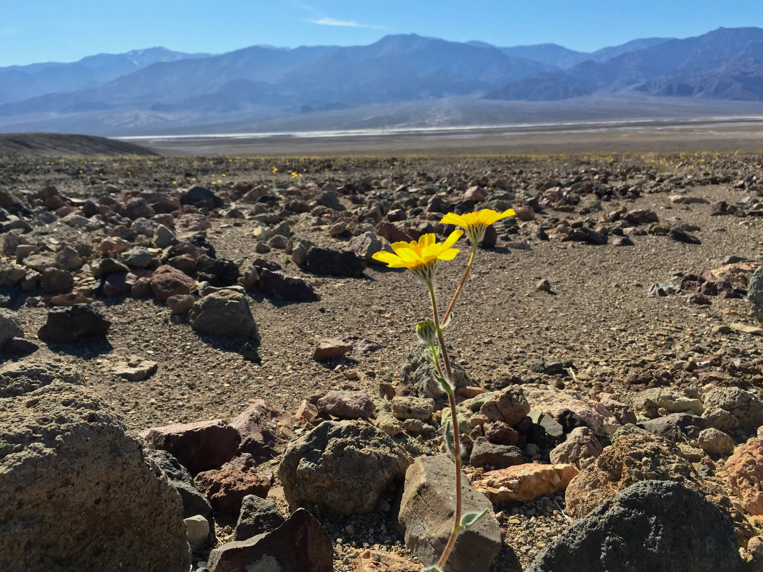  A lone flower stands in the desert during the 2016 Death Valley superbloom. 