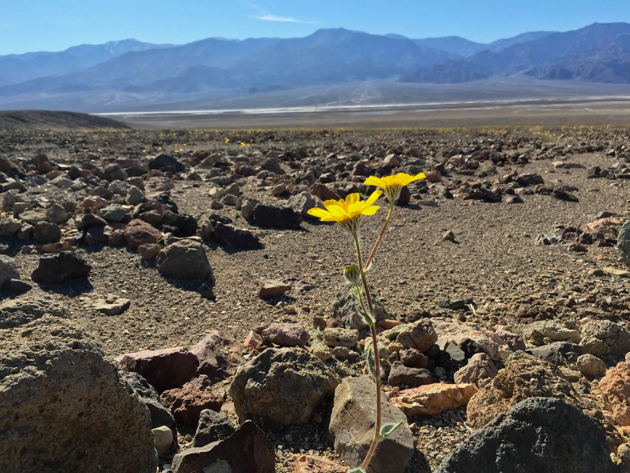 A lone flower stands in the desert during the 2016 Death Valley superbloom.