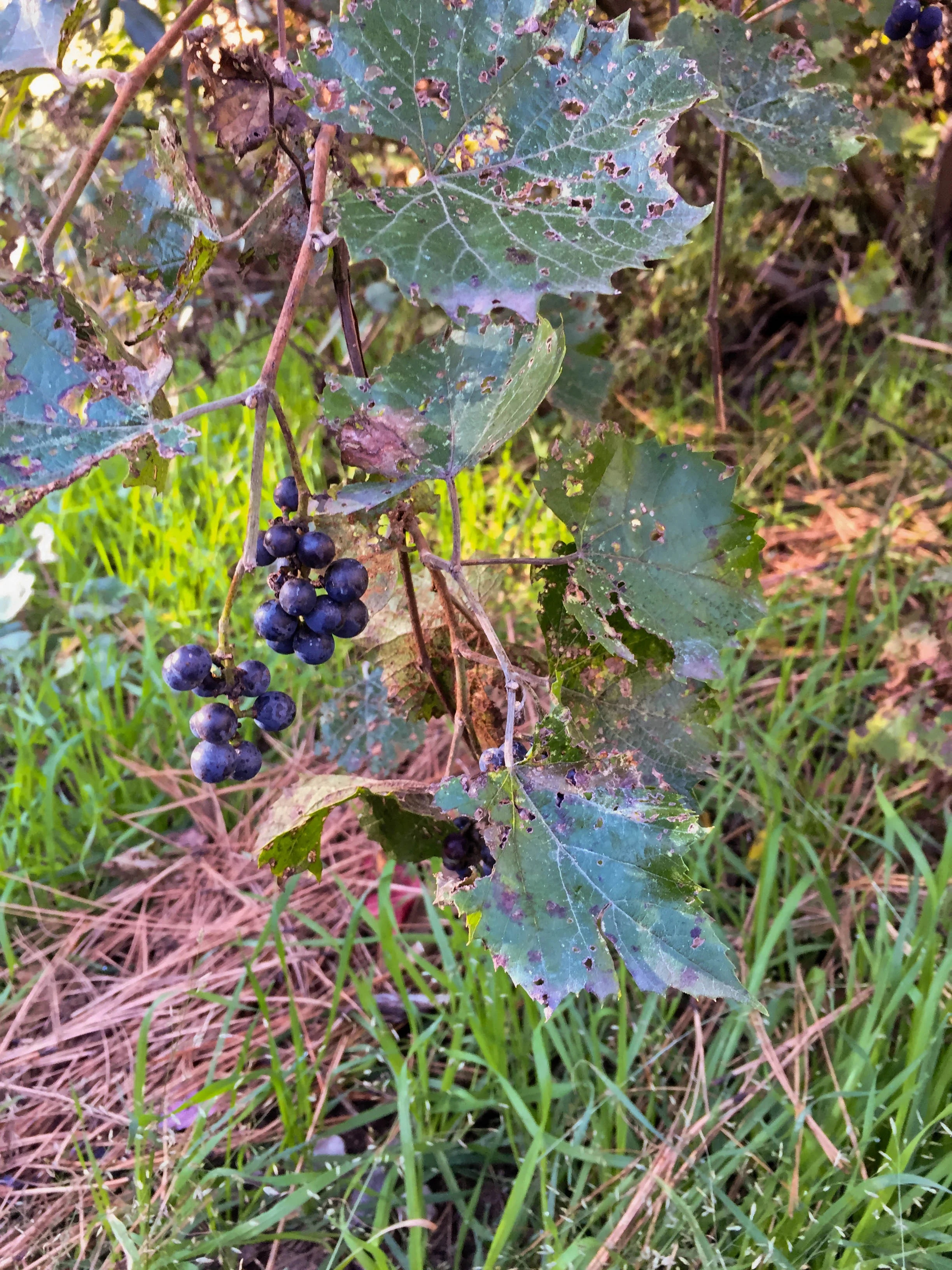  Berries growing at a campground near Sedona, Arizona. October 2016. 