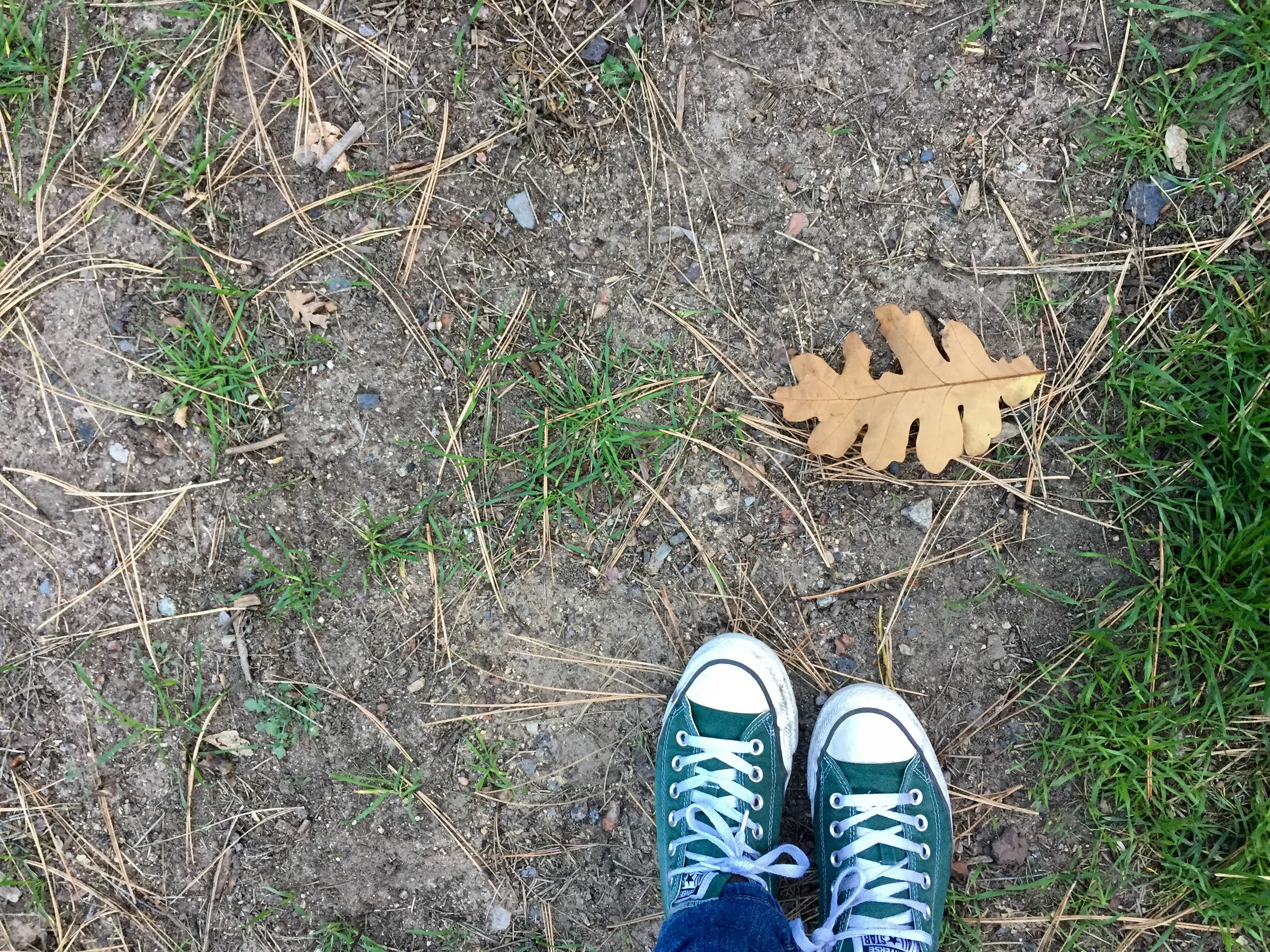 An oak leaf lies on the ground at a campground near Sedona, Arizona. October 2016.
