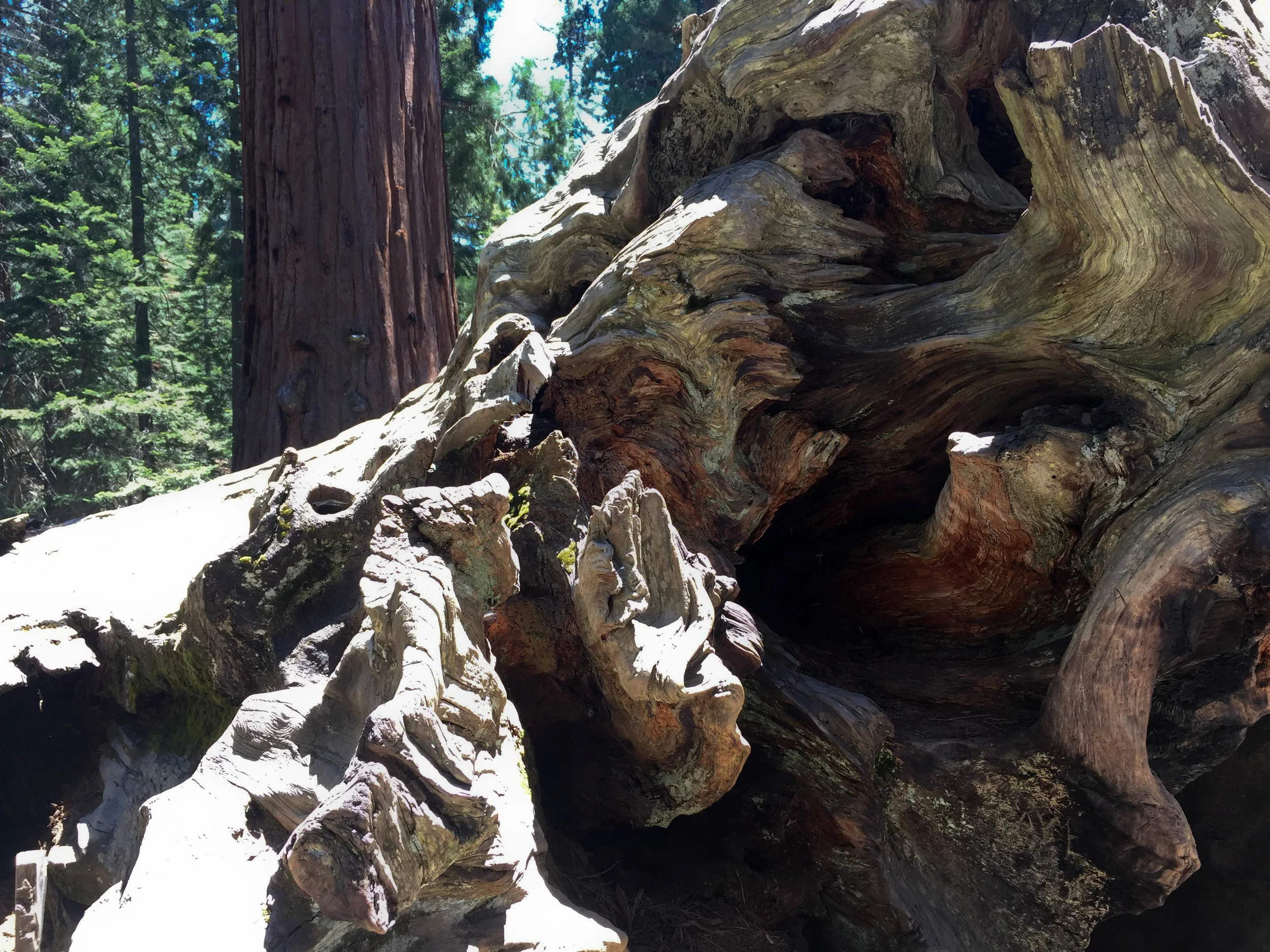 Roots of a fallen sequoia. Sequoia National Park, California. June 2017.