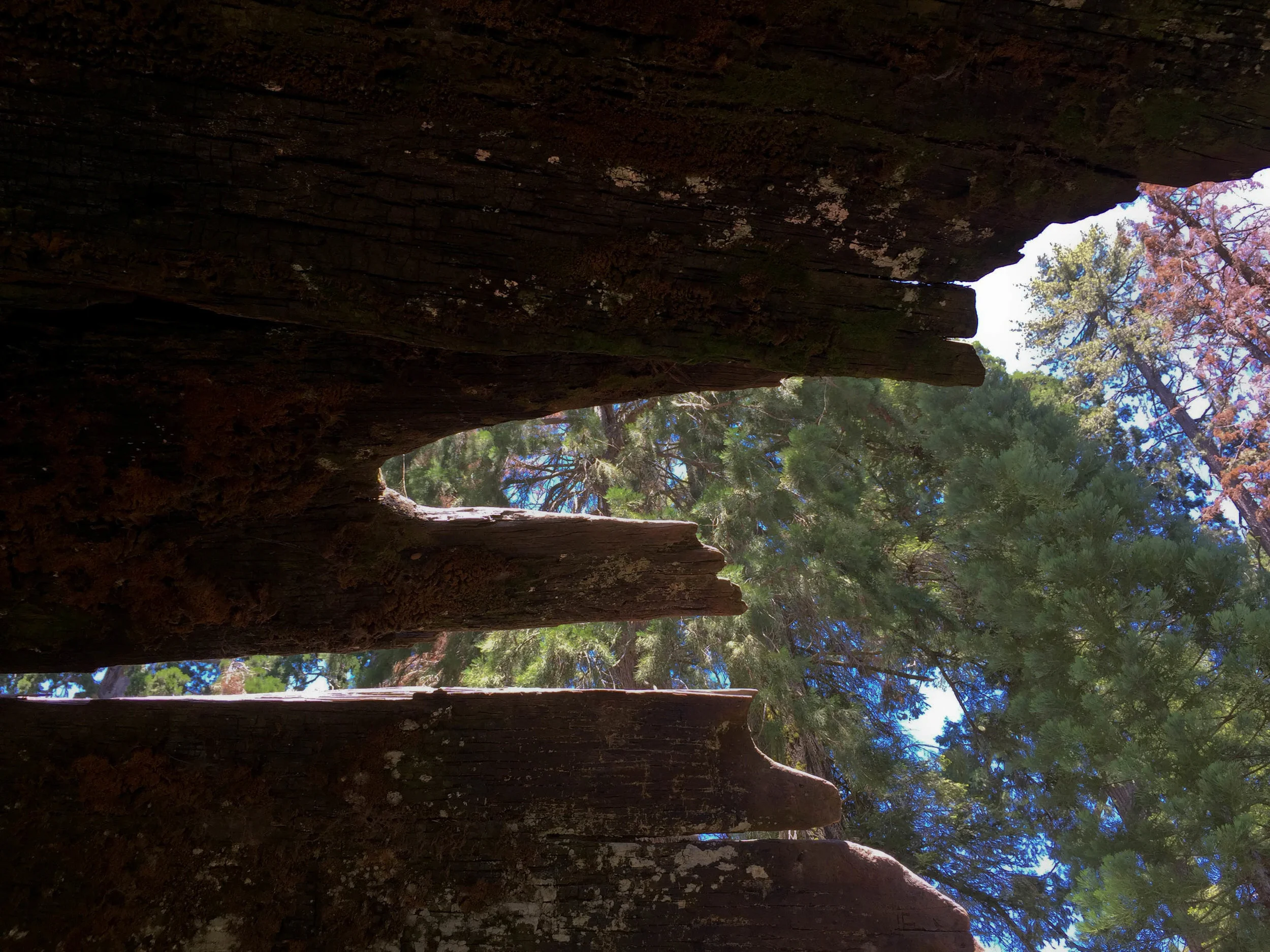  Inside the hollowed-out trunk of a fallen sequoia. Sequoia National Park, California. June 2017. 