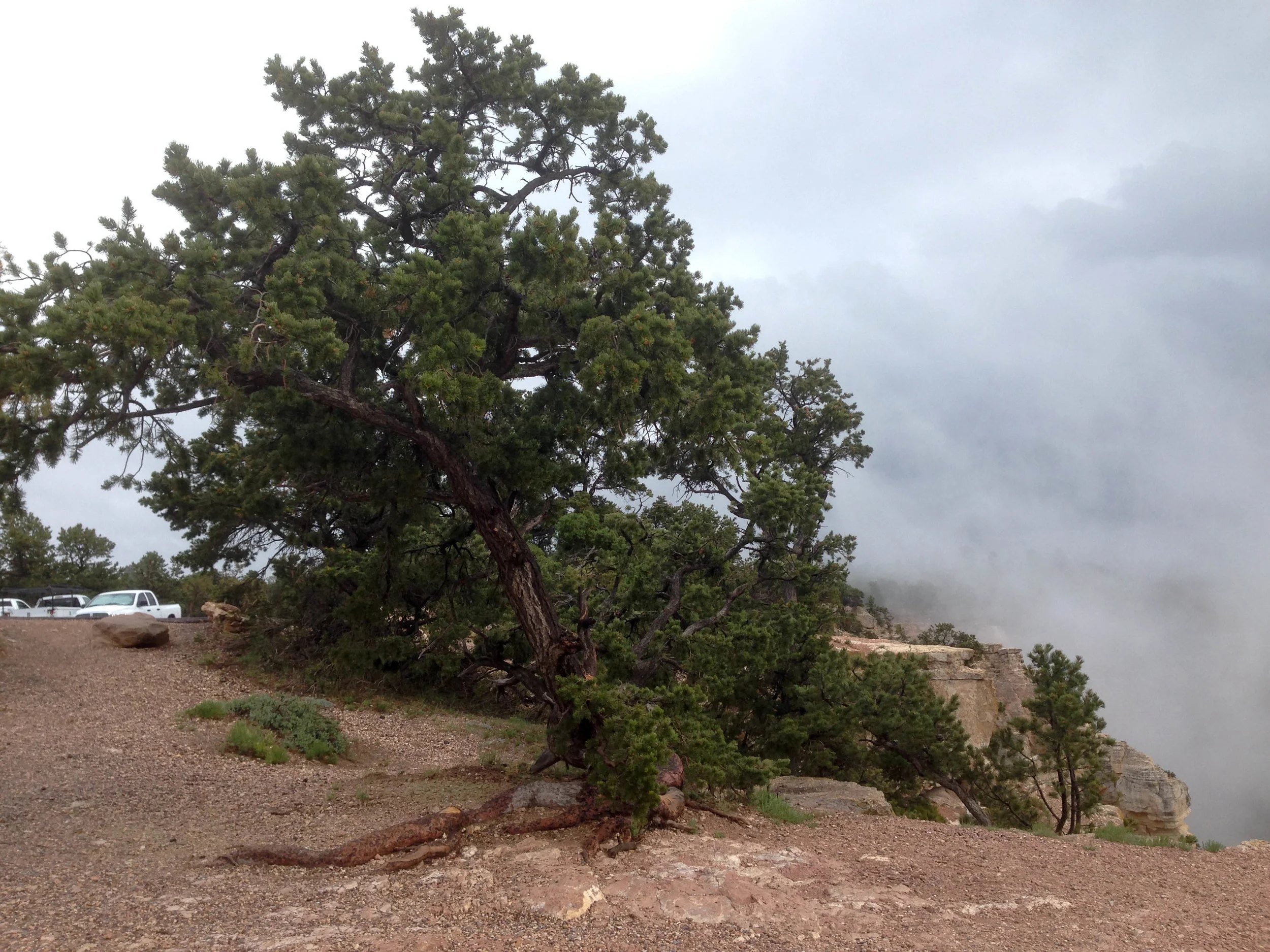  A tree on the edge of the Grand Canyon. Summer 2015. 