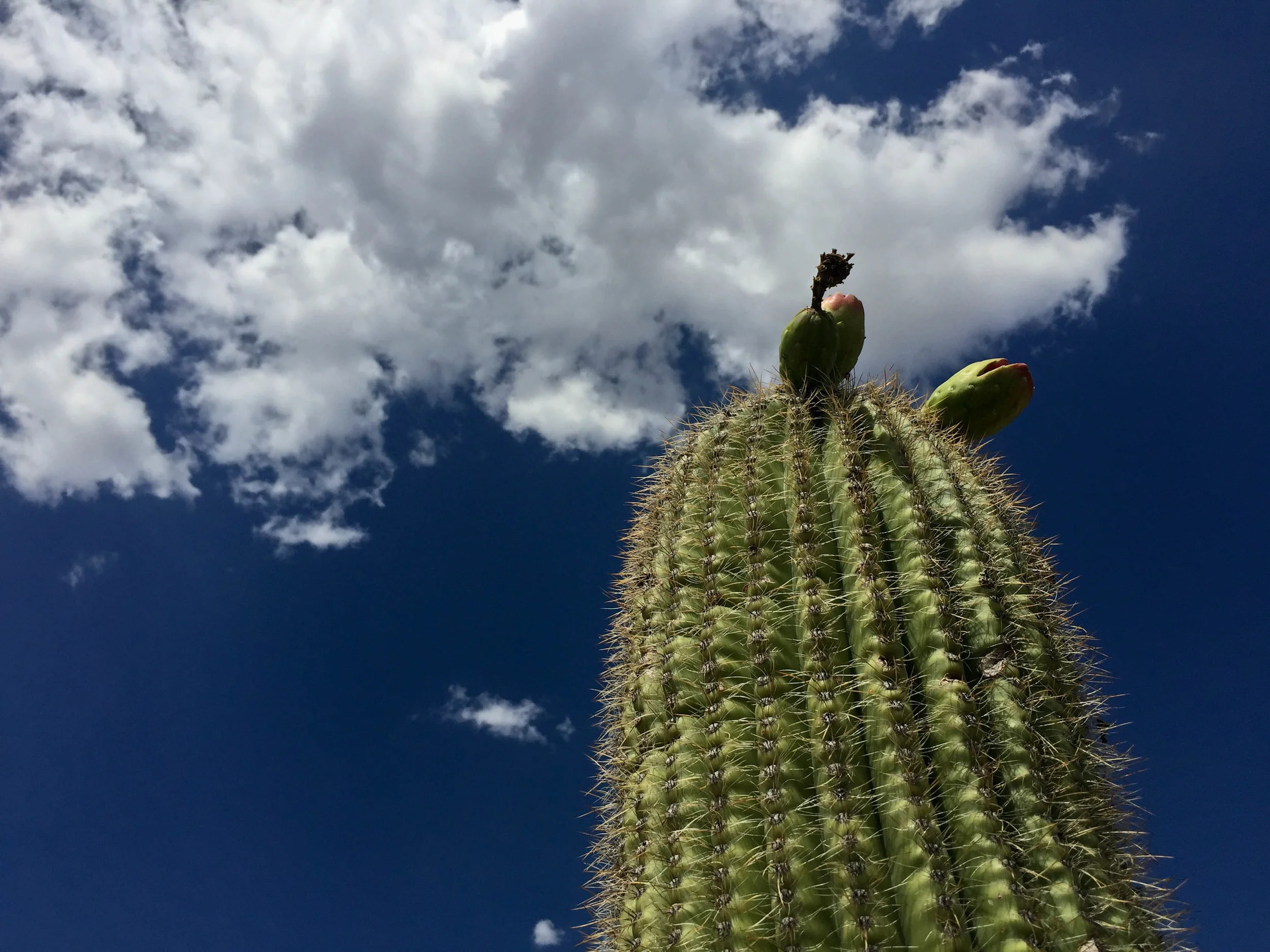  A Saguaro cactus in bloom at Saguaro National Park in Arizona. 
