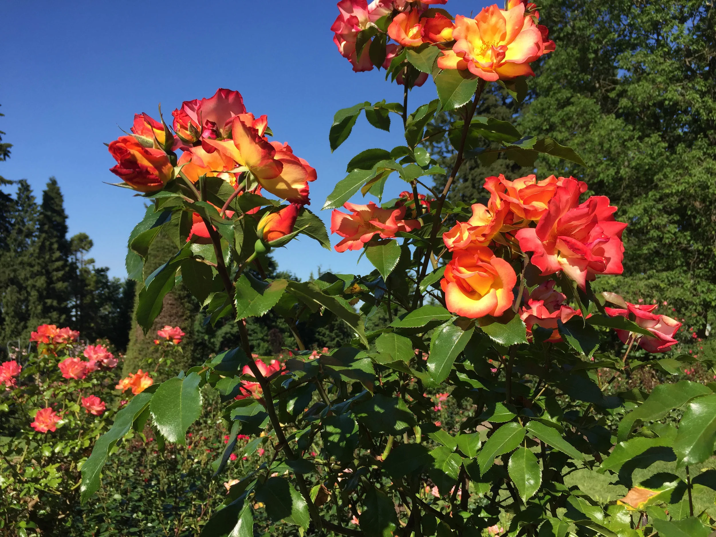 2016-05-11 16.40.11.jpg