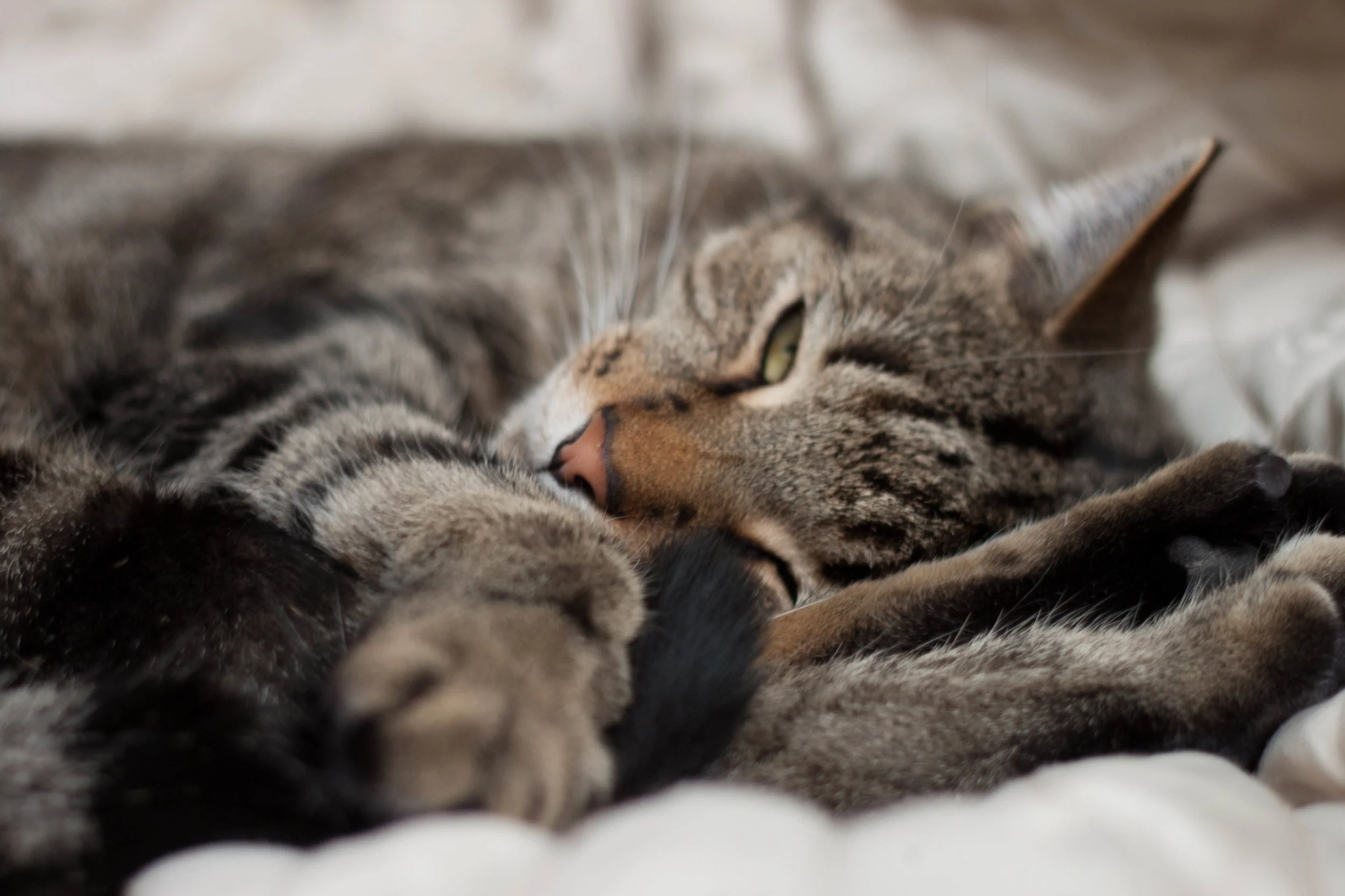 catnap.jpg