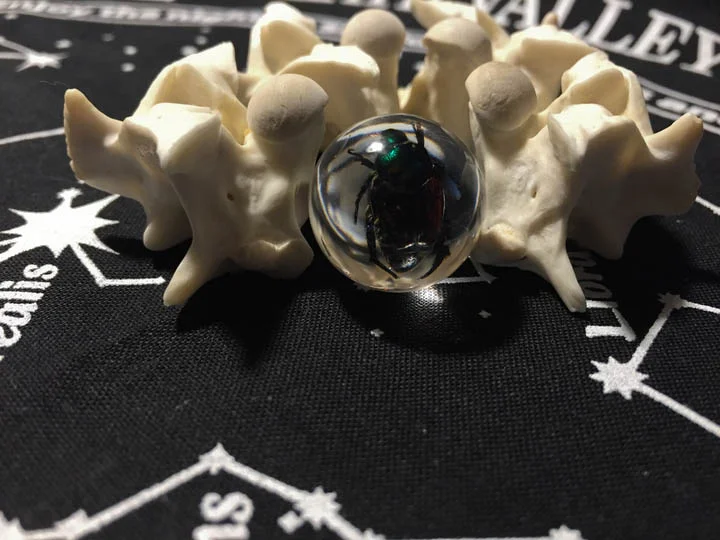vertebrae.jpg