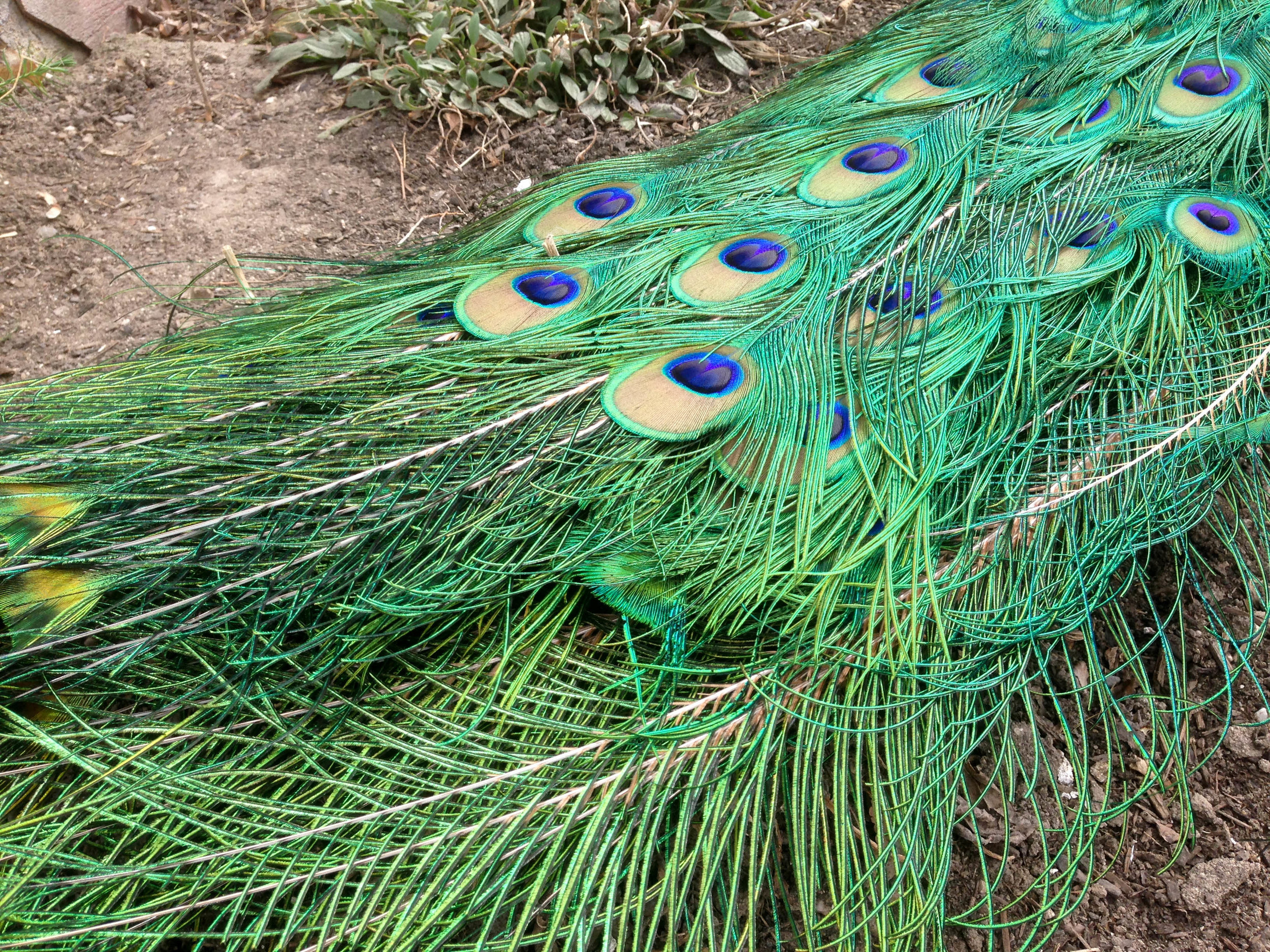 A peacock's tail feathers drag along the ground at Salt Lake City's Tracy Aviary in 2015.