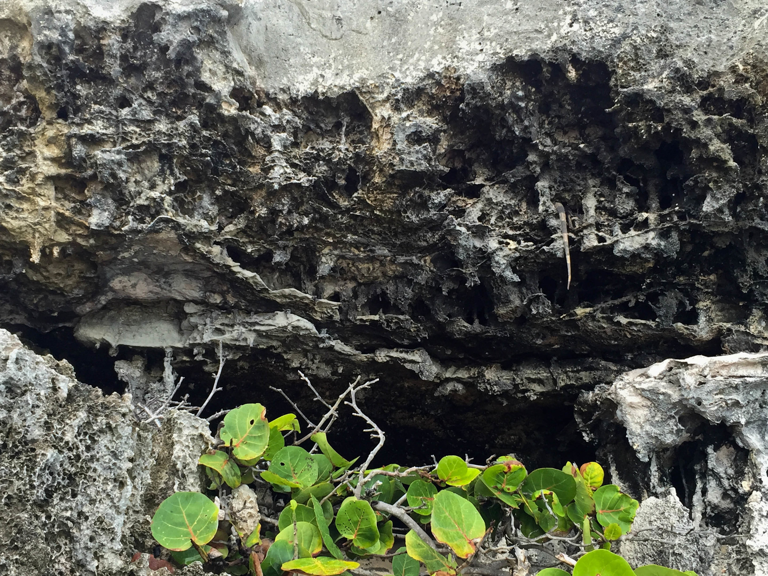 The tail of an iguana dangles out of a rocky cliff by the sea in Tulum , Mexico, December 2015.